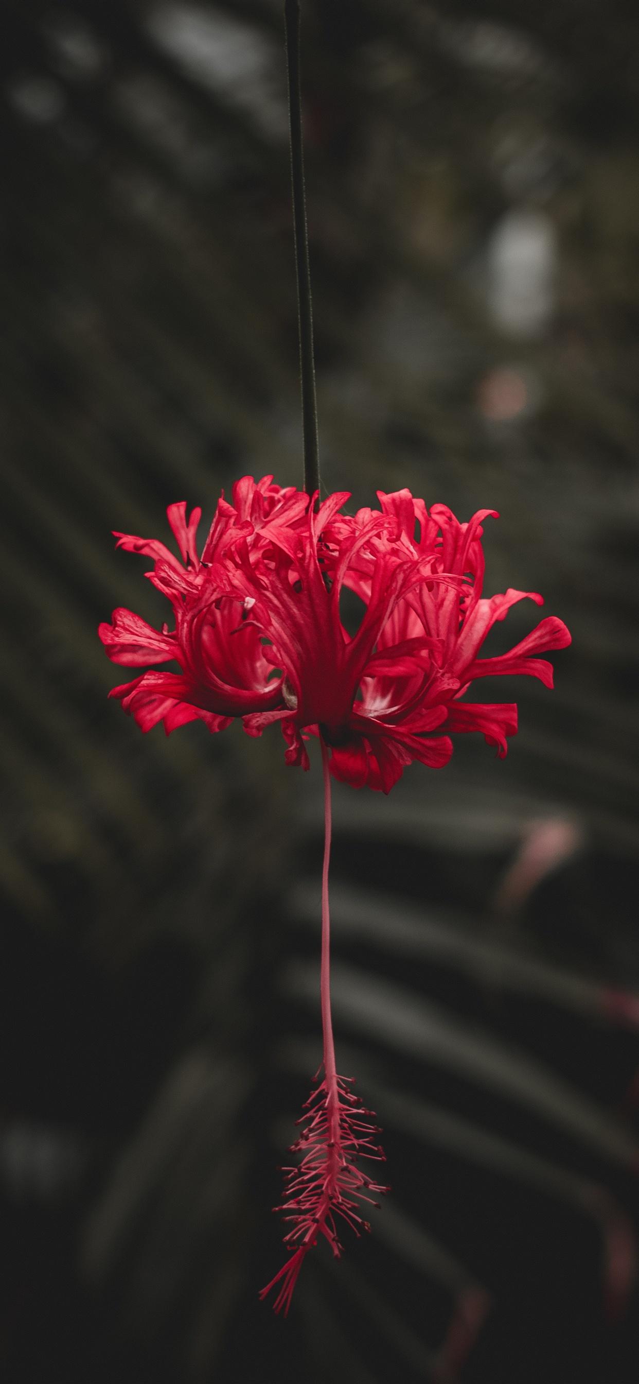 1242x2688 Red hibiscus flower iPhone XS Max, X 3GS wallpaper download