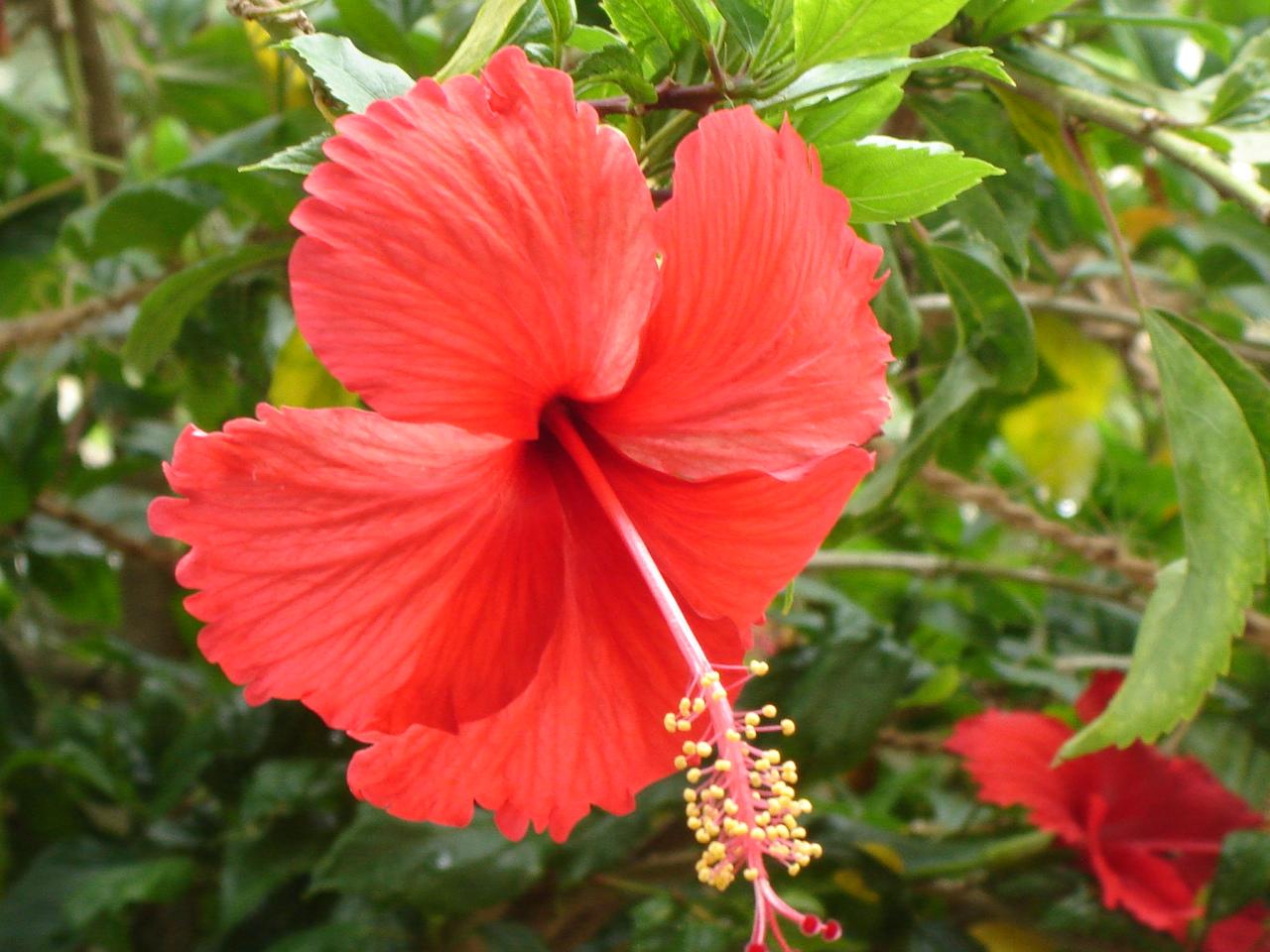1280x960 Red hibiscus flower wallpaperx960
