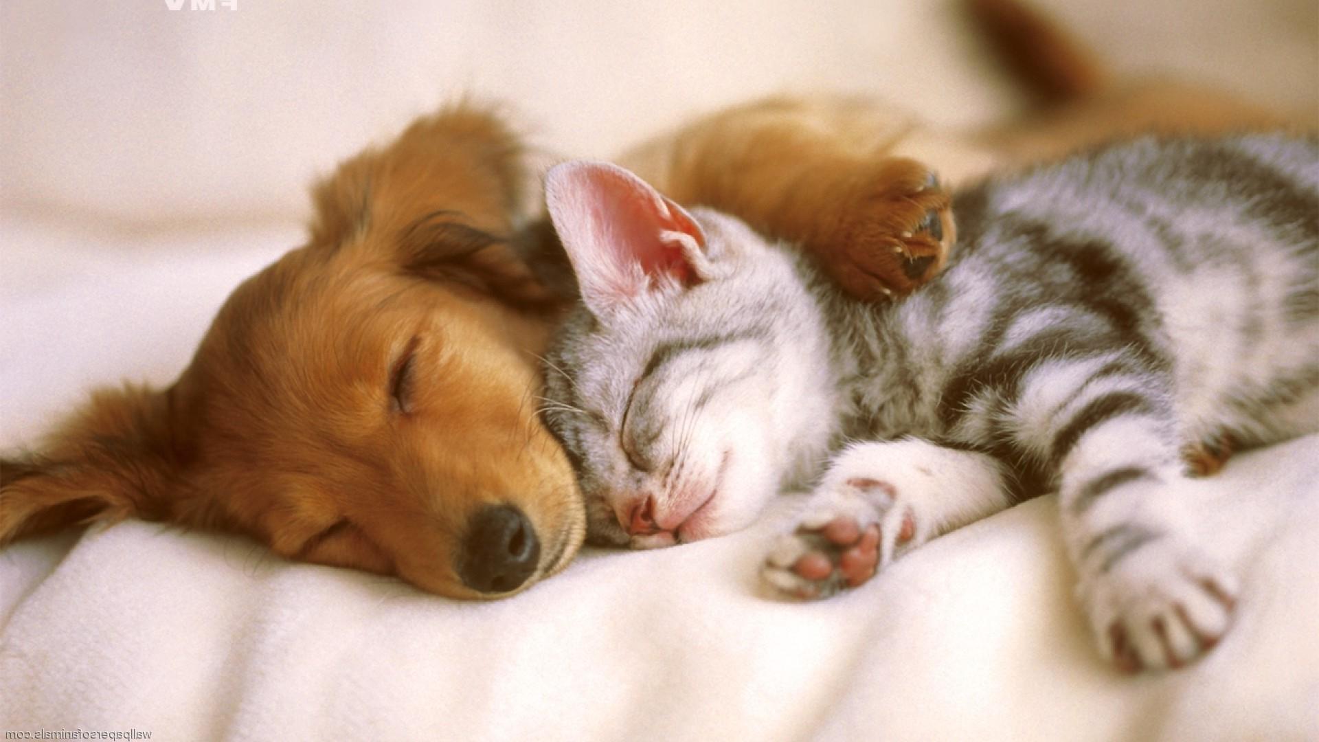 1920x1080 Cute Dog and Cat Wallpaper