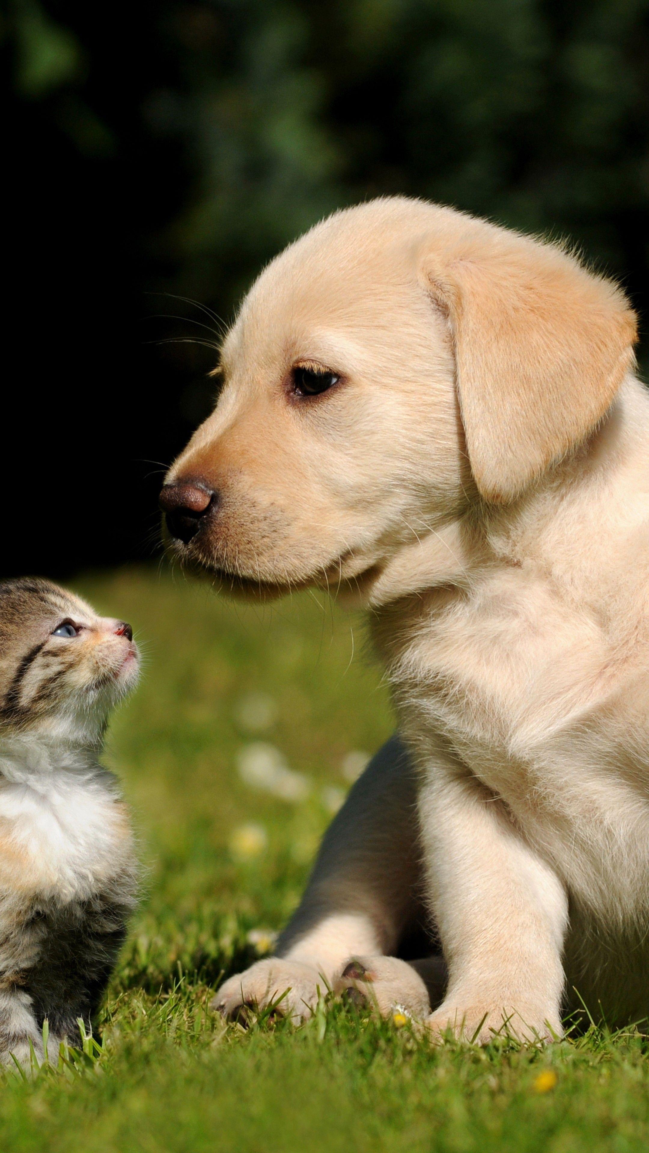 2160x3840 Cute Dogs And Cats Wallpaper
