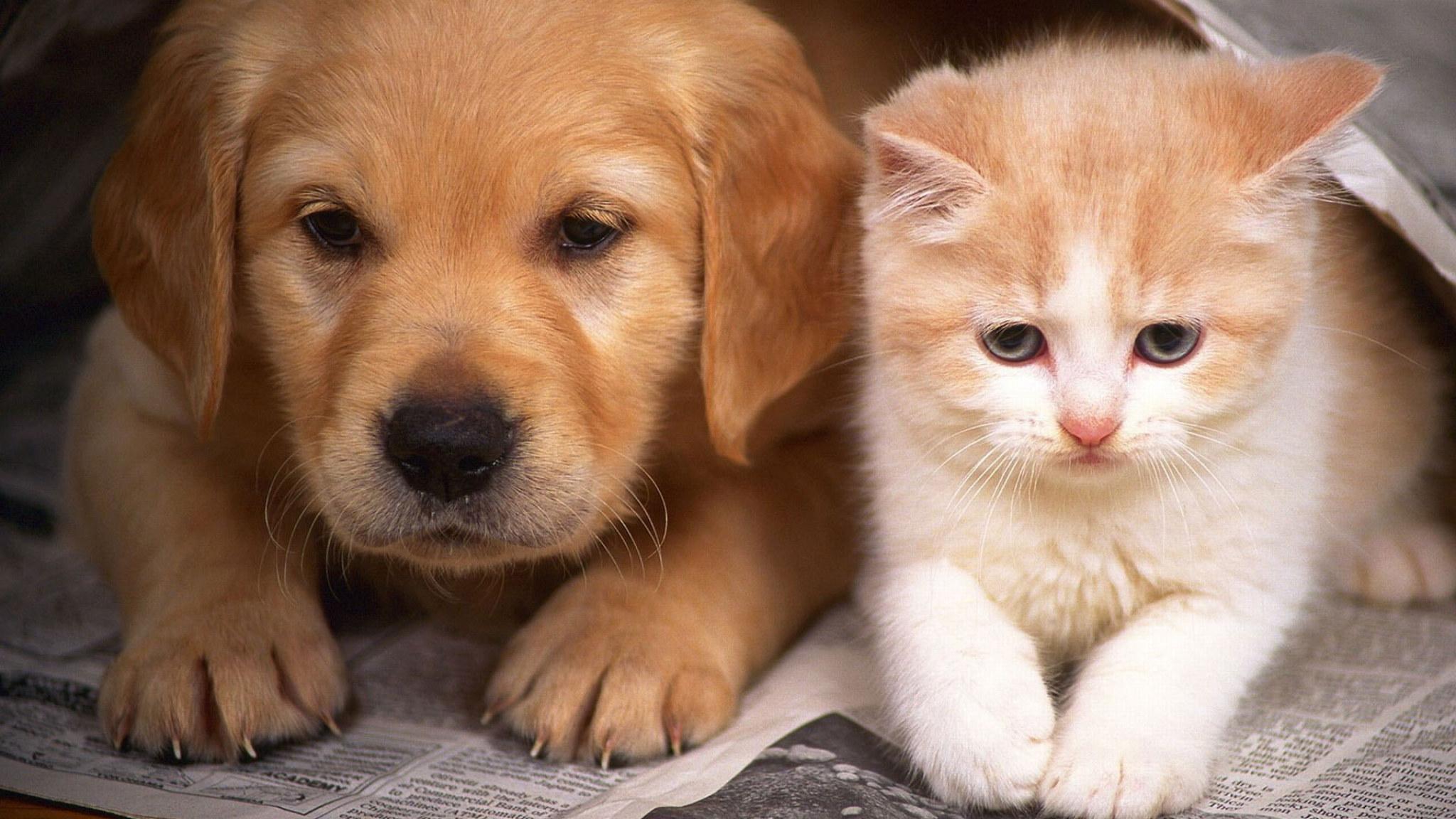 2048x1152 Wallpaper Dog Puppy Cat Kitten Hd, Animals • Wallpaper For You