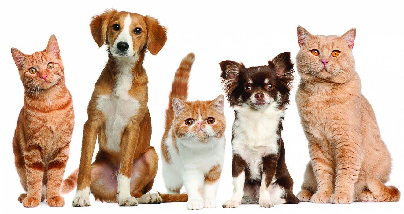 1321x700 Cats dogs pets wallpaperx1614