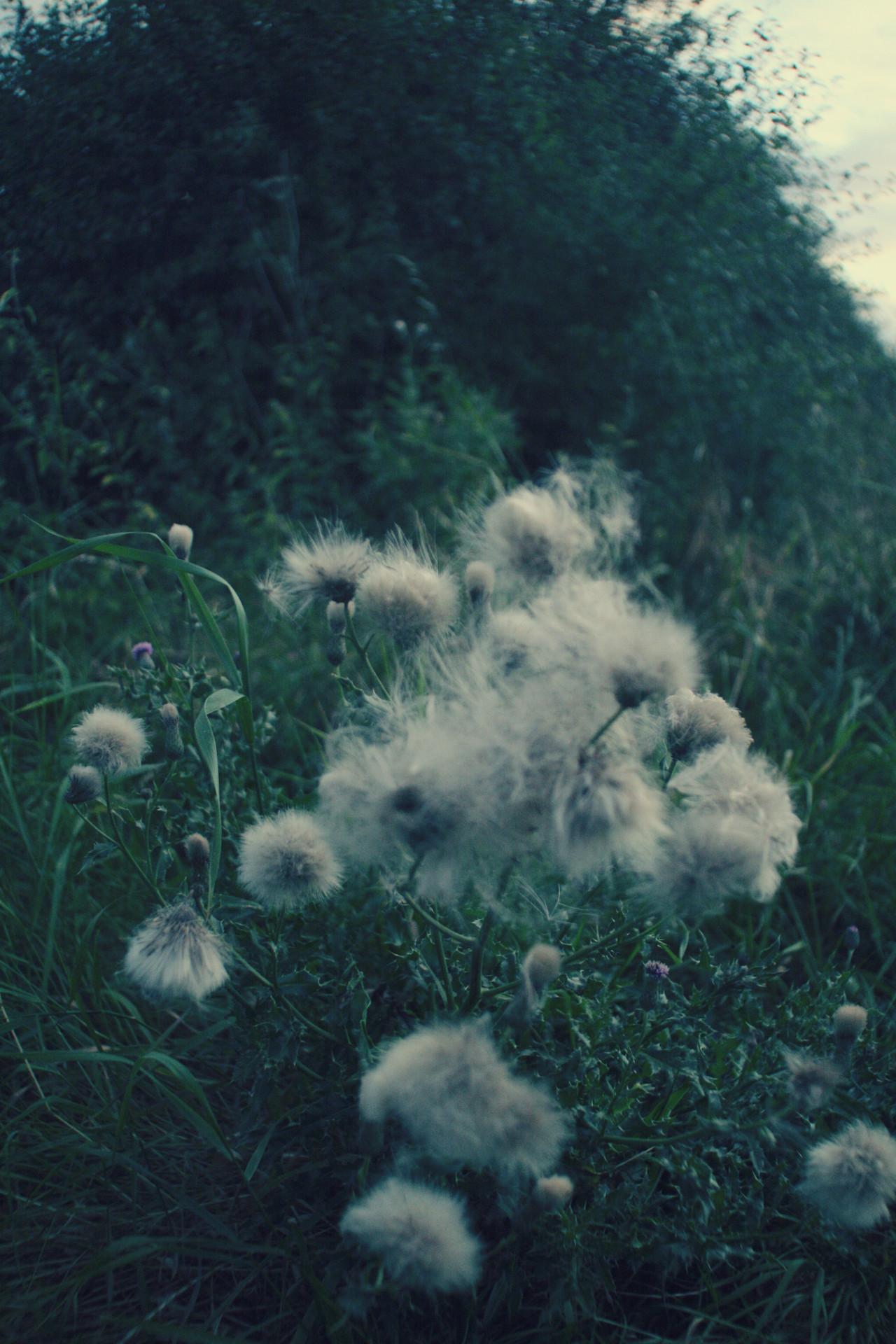 1280x1920 Soft Grunge