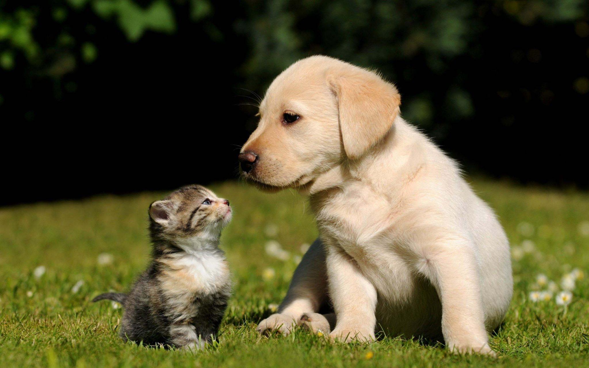 2048x1280 Free Cute Dog and Cat Wallpaper HD