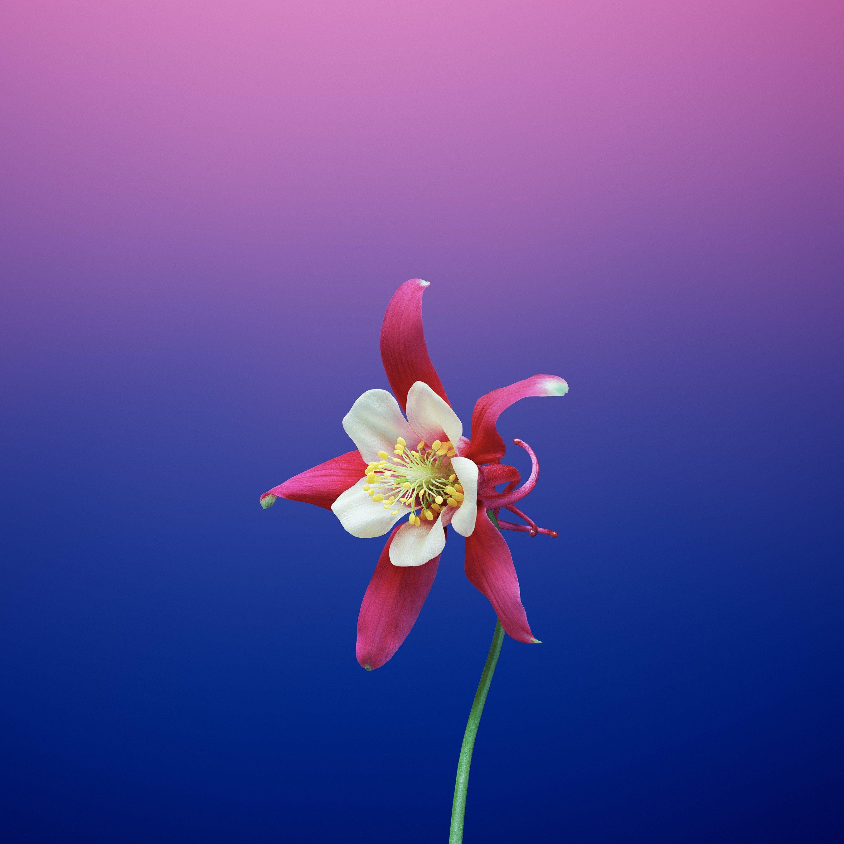 2706x2706 These 20 Gorgeous iOS 11 Wallpaper will Pretty up your Phone. Flower iphone wallpaper, Ios 11 wallpaper, Apple flowers