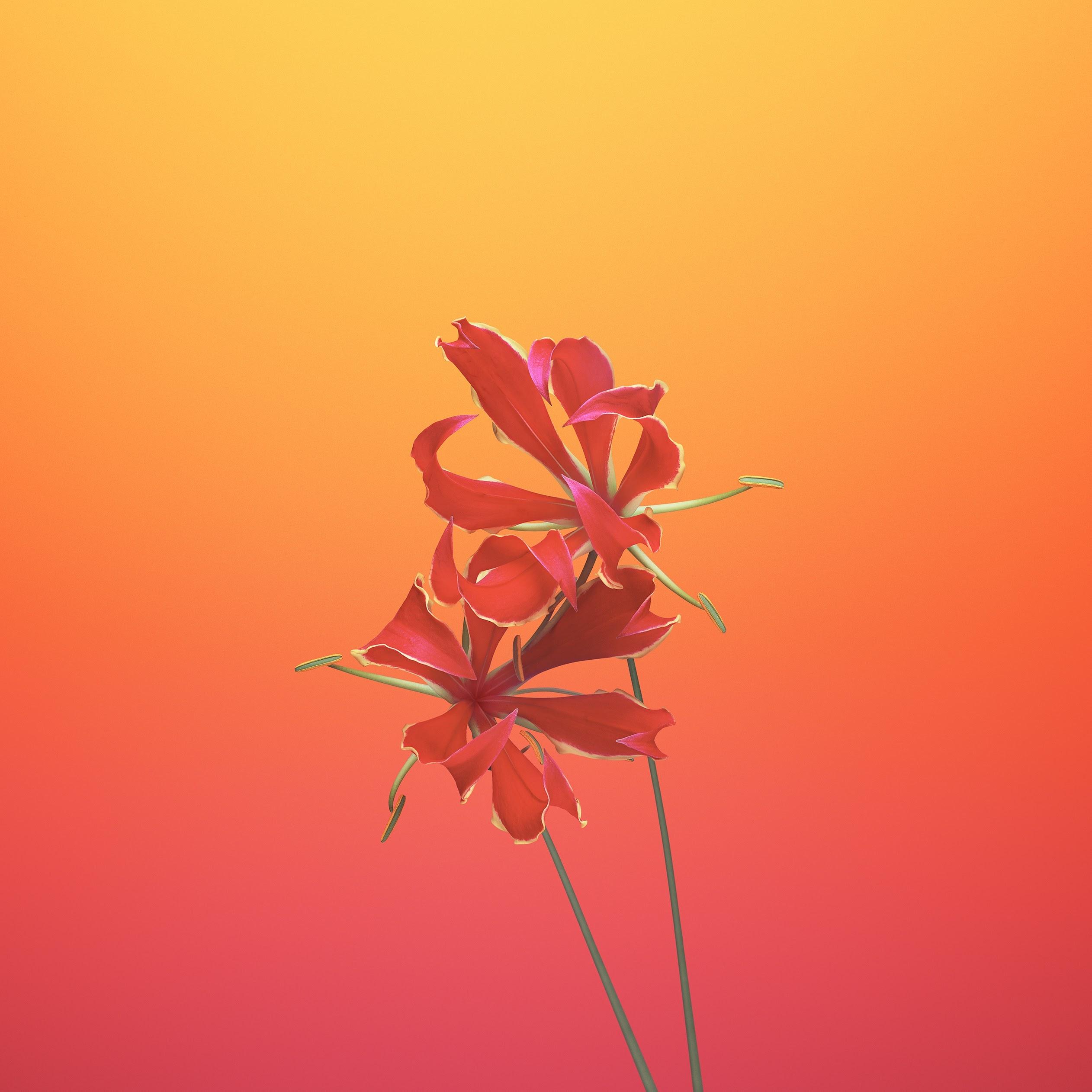 2524x2524 Wallpaper iPad, Apple, IOS Apples, Gloriosa Flower, Background Free Image