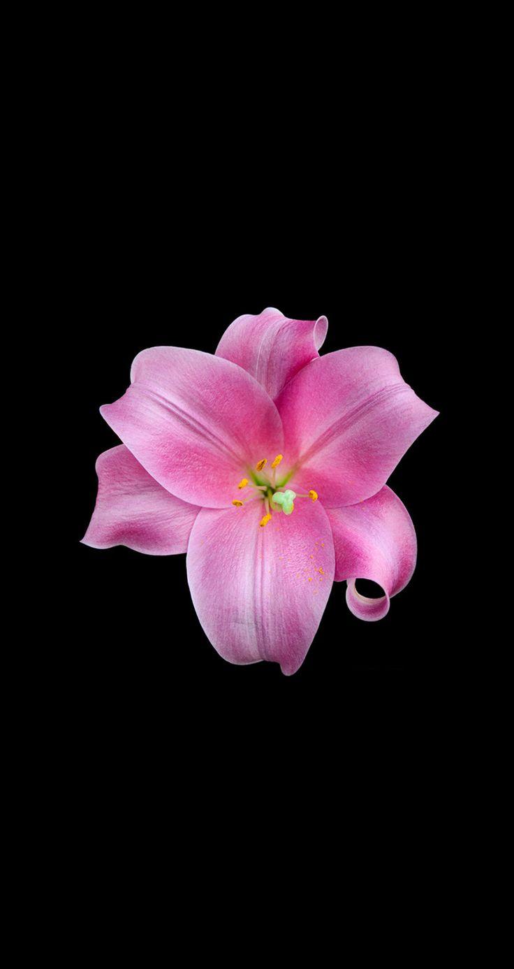 736x1387 Flower iphone wallpaper, Flower background iphone, Nature iphone wallpaper