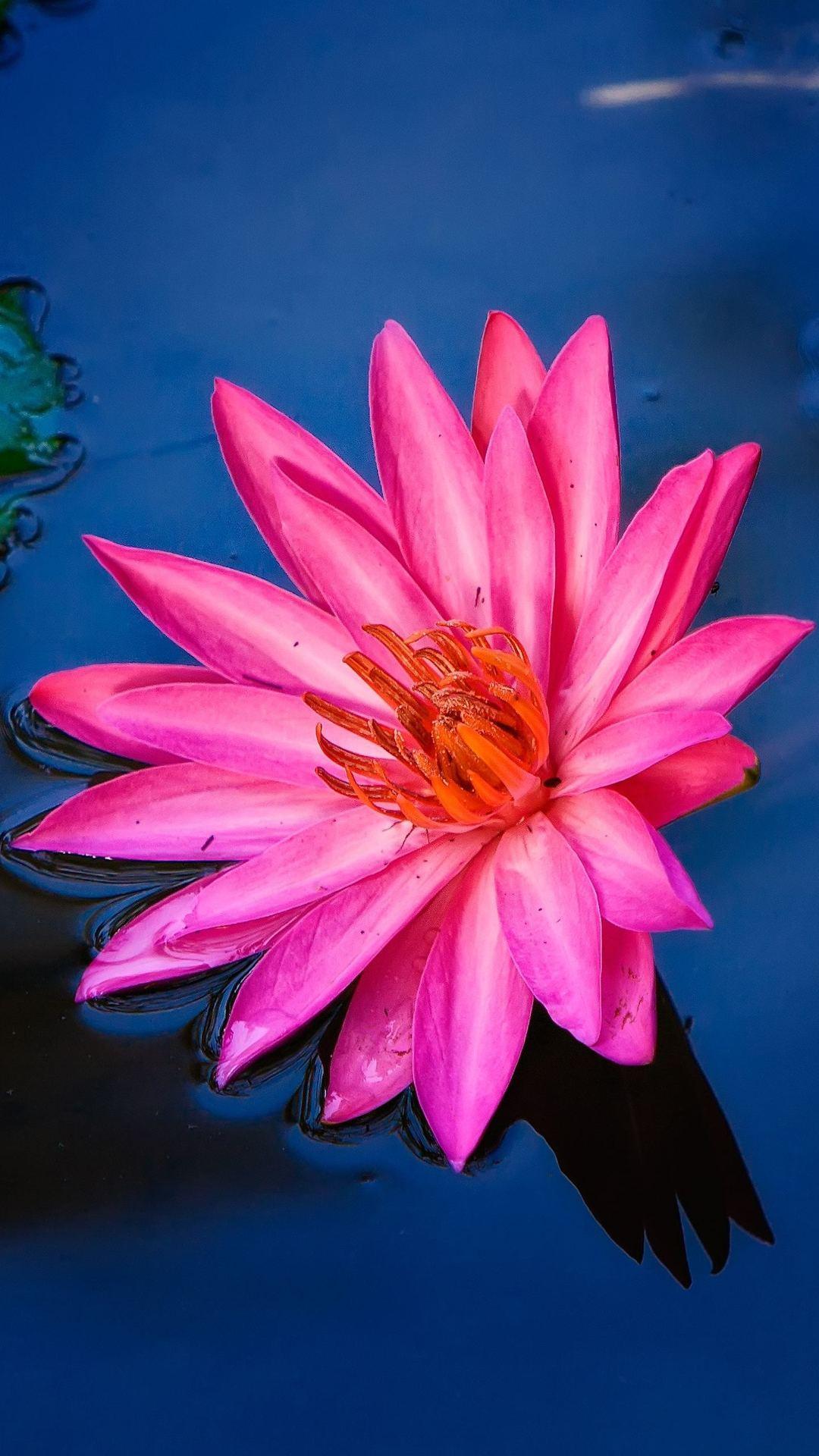 1080x1920 iPhone Flower 4k Wallpaper