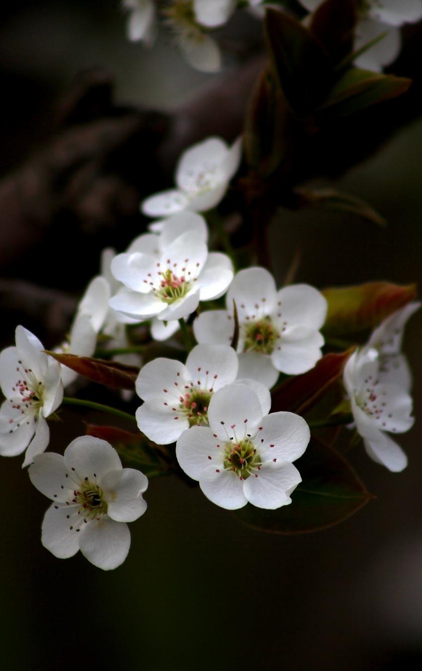 840x1336 White, Apple Blossom, Flowers, Wallpaper HD Apple Flower Wallpaper Download