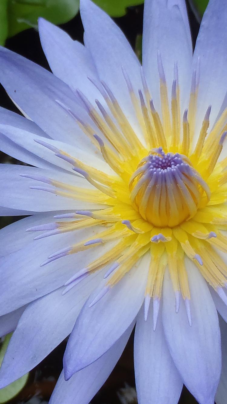750x1334 Apple iPhone 6 Wallpaper with Close Up Lotus Flower Photo Wallpaper. Wallpaper Download. High Resolution Wallpaper