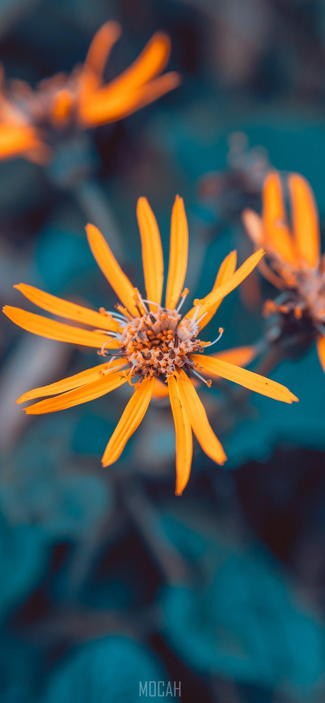 1125x2436 Plants, Flower, Blue, Plant, Orange, Apple iPhone 11 Pro wallpaper full hd, 1125x2436 HD Wallpaper