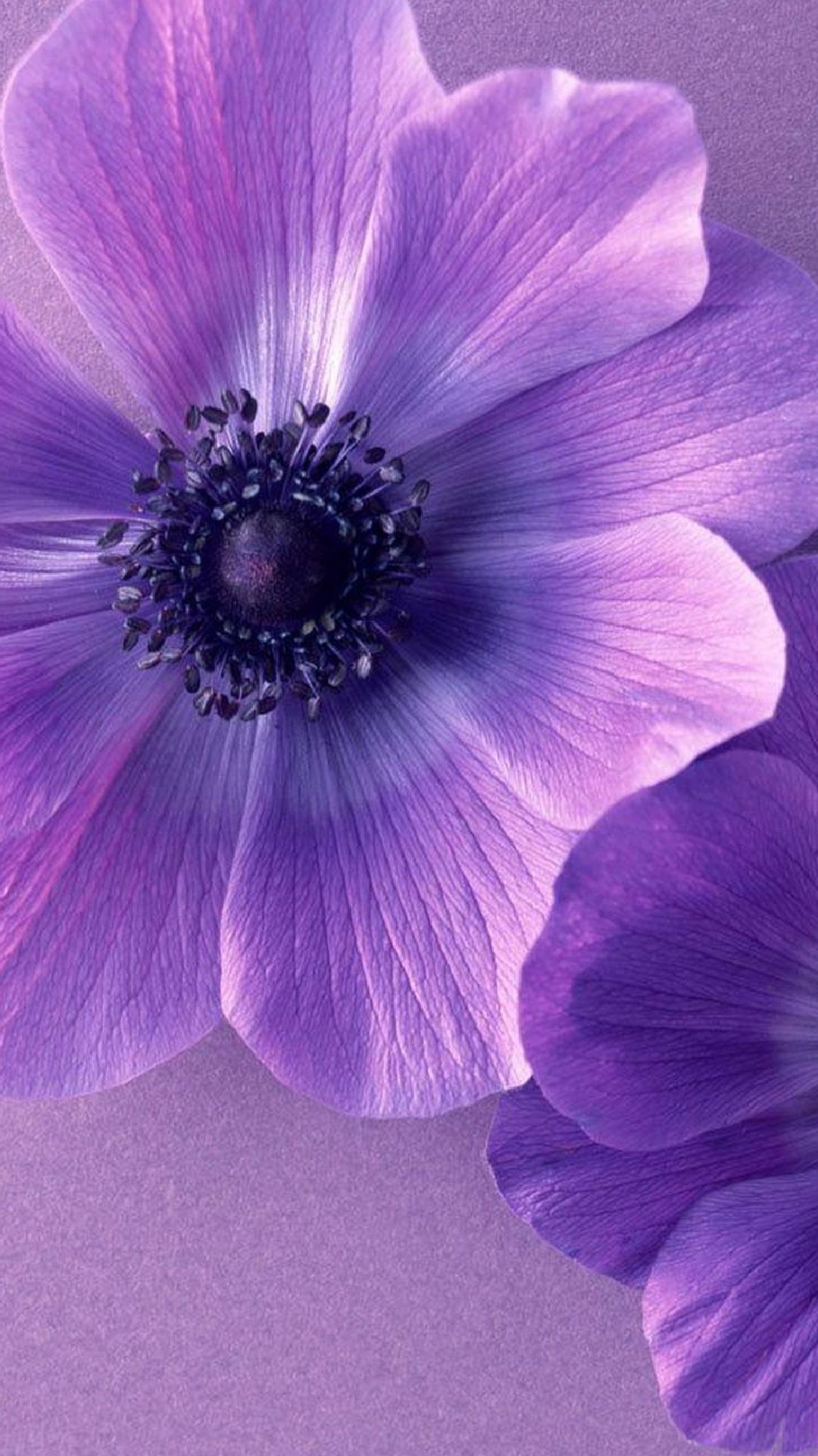 1080x1920 Flowers Purple iPhone Wallpaper Cute iPhone Wallpaper