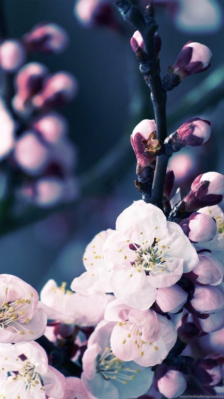 750x1334 Apple iPhone 6s Wallpaper With Cherry Blossom Flower Desktop Background