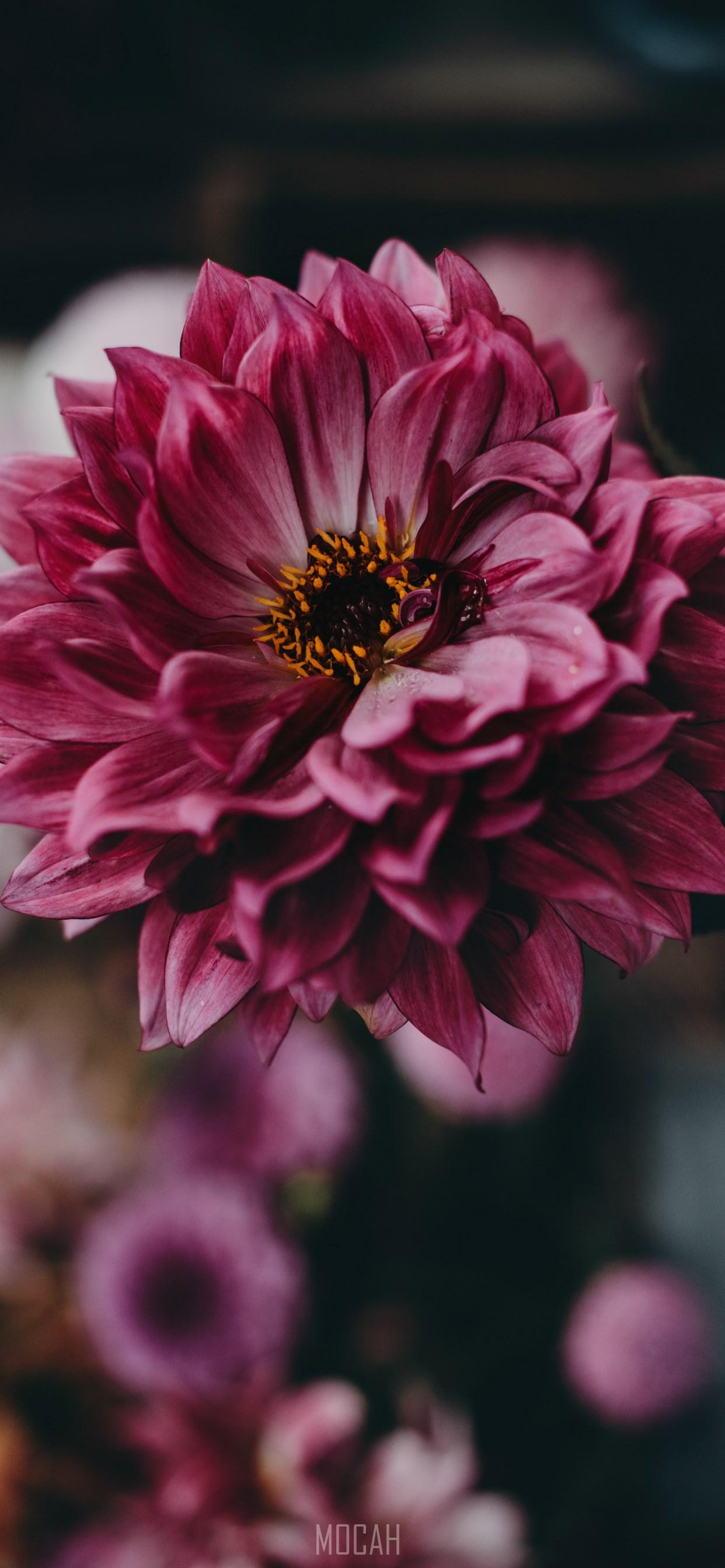 1242x2688 Plants, Leaf, Water, Plant, Flower, Apple iPhone 11 Pro Max screensaver hd, 1242x2688 HD Wallpaper