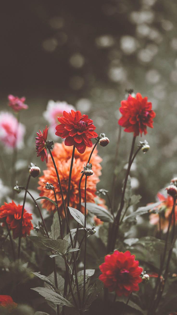 736x1308 Celebrating Summer with 21 Wildflower iPhone Wallpaper