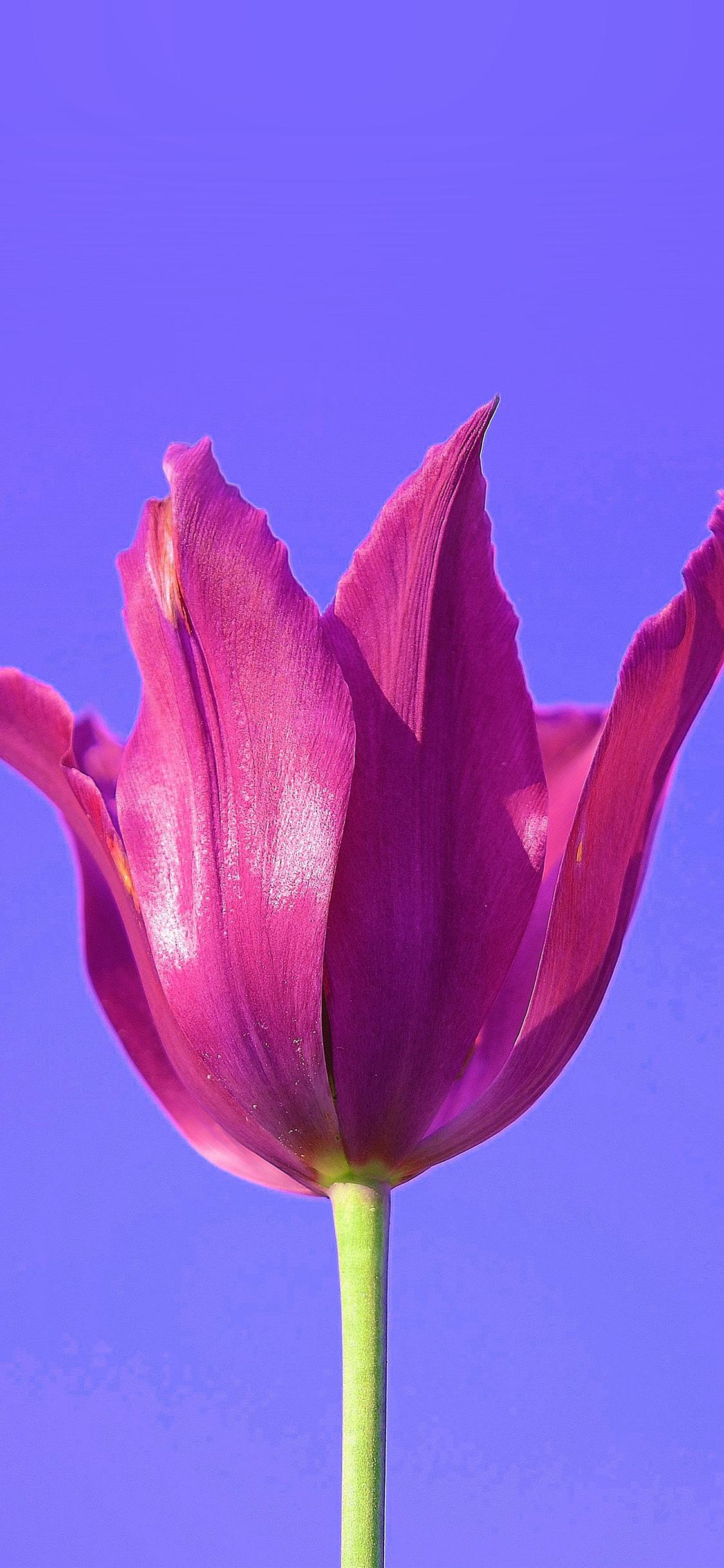 1125x2436 iPhone X wallpaper. flower art minimal purple red nature