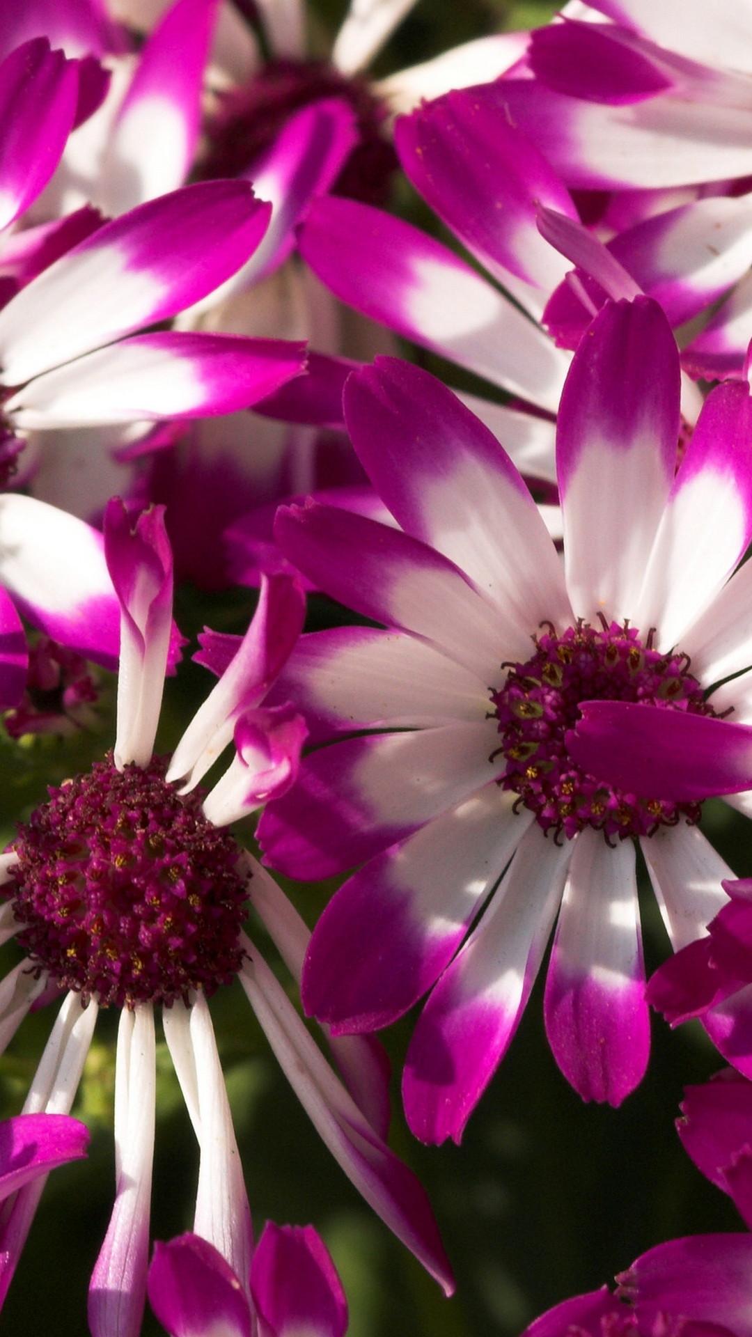 1080x1920 Flowers Purple Wallpaper iPhone HD 3D iPhone Wallpaper