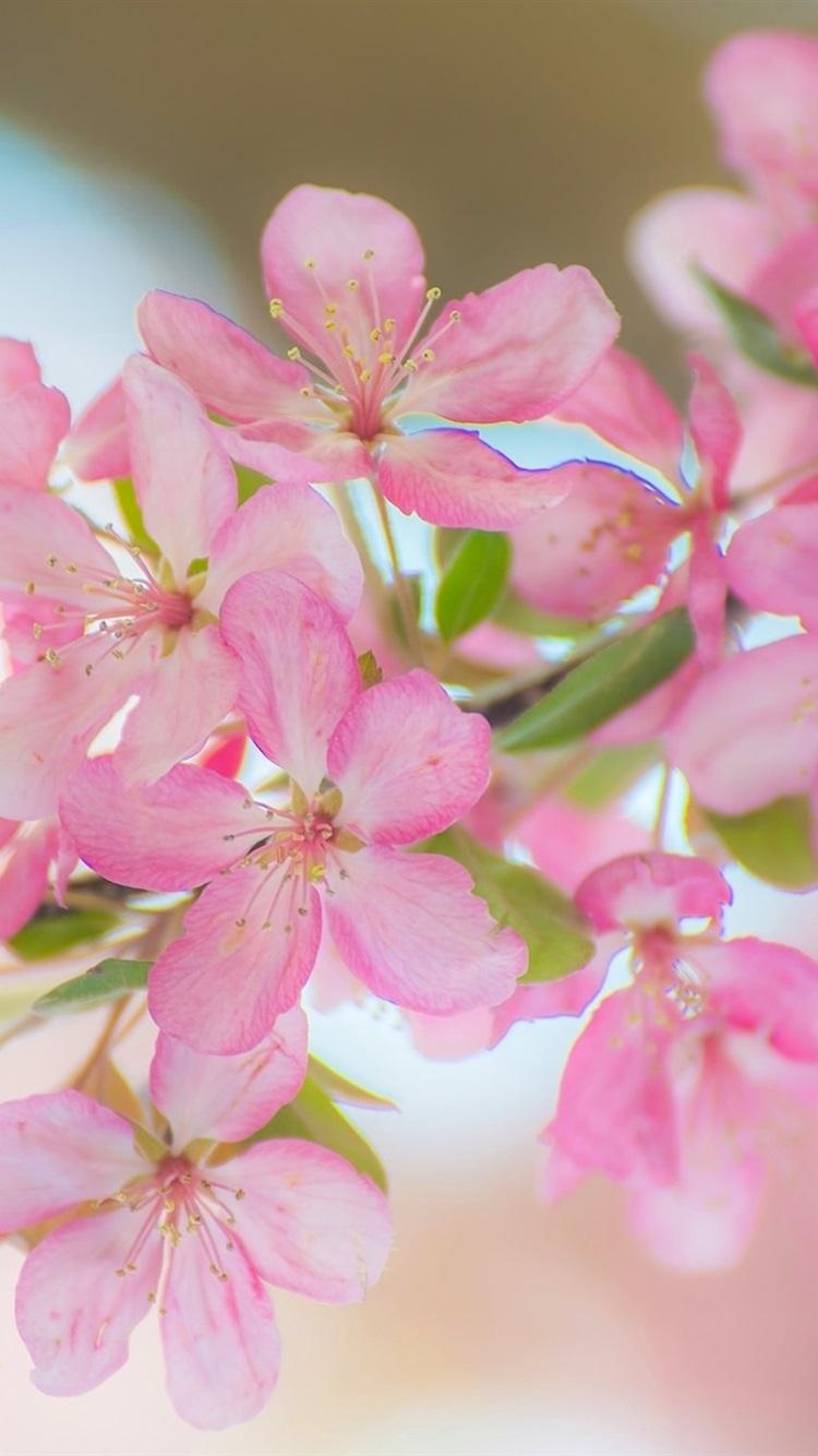 750x1334 Wallpaper Beautiful pink apple flowers, twigs, spring 1920x1440 HD Picture, Image