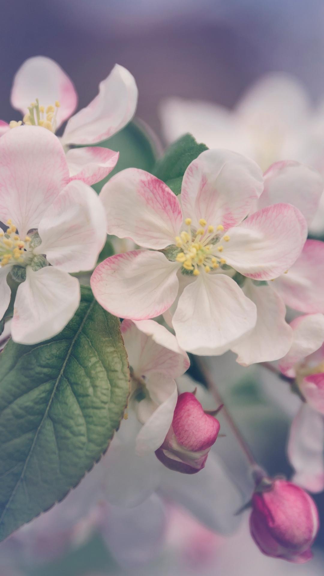 1080x1920 Flowers iPhone Wallpaper