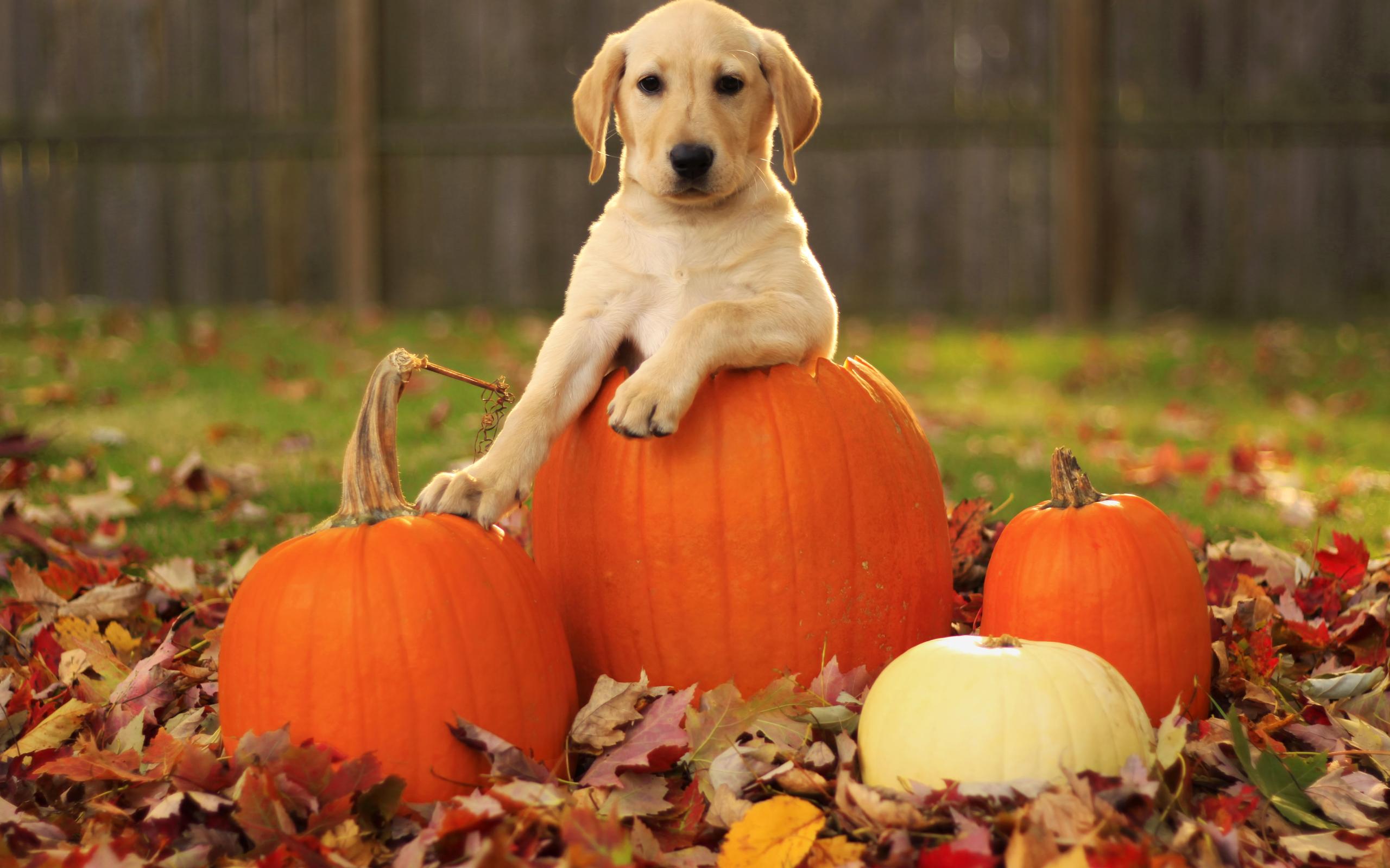 2560x1600 Autumn Pumpkin Wallpaper
