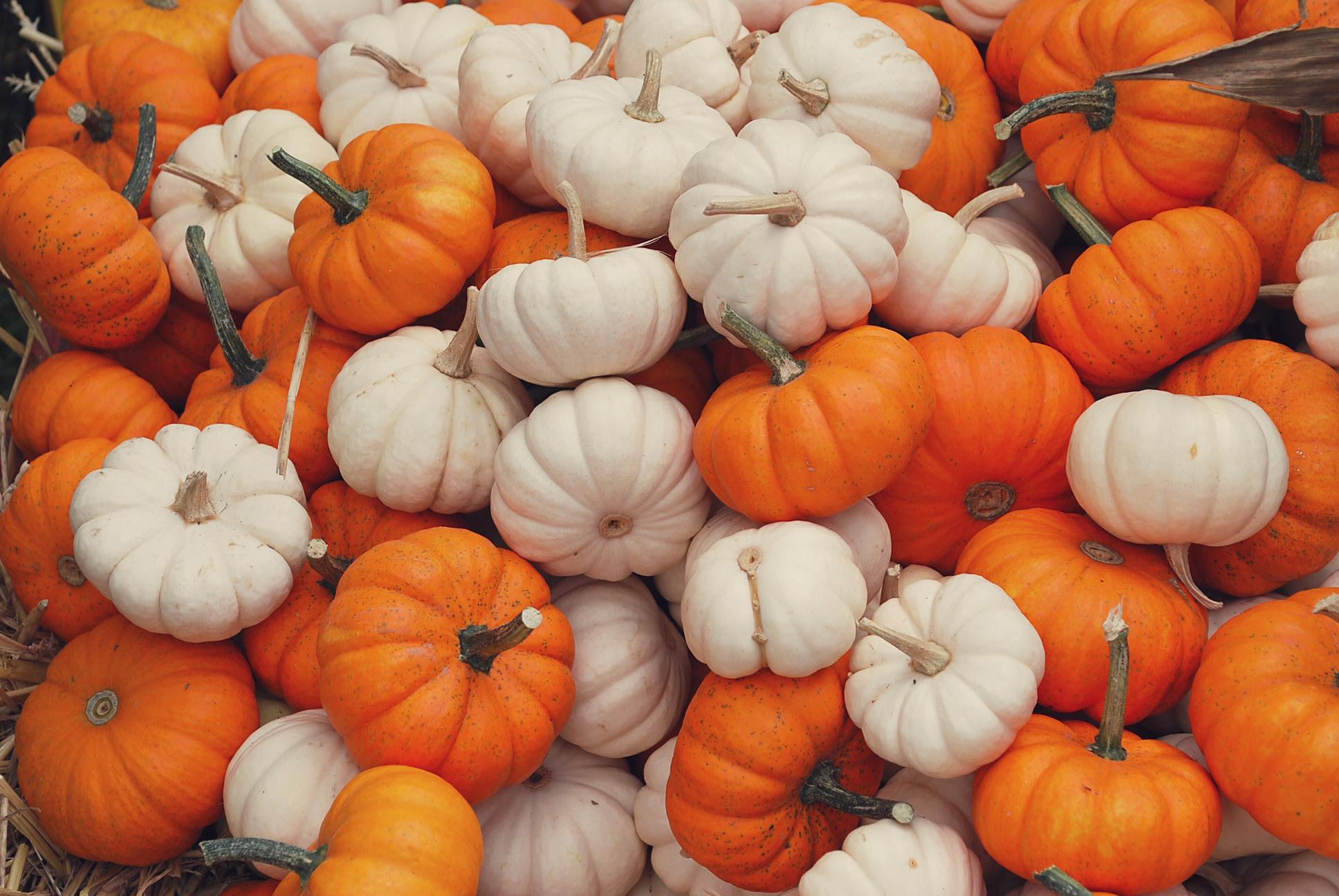 1936x1296 Autumn Pumpkin Wallpaper iPhone