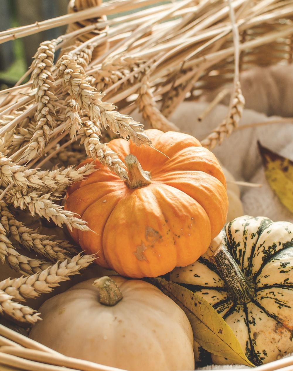 1000x1266 Autumn Pumpkin Picture. Download Free Image