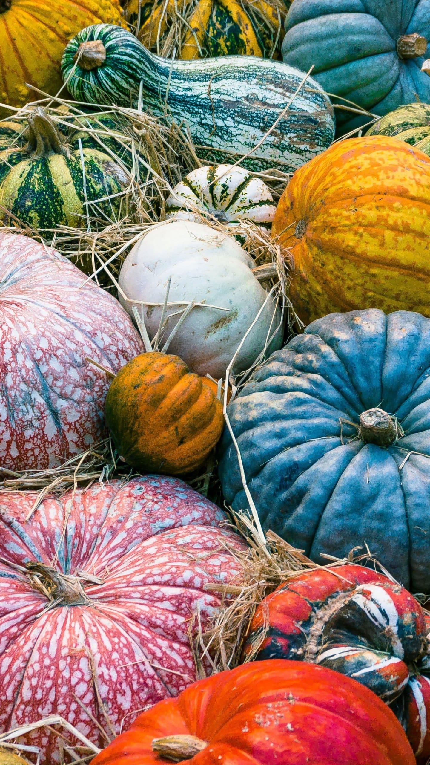 1440x2560 Autumn Pumkins Wallpaper