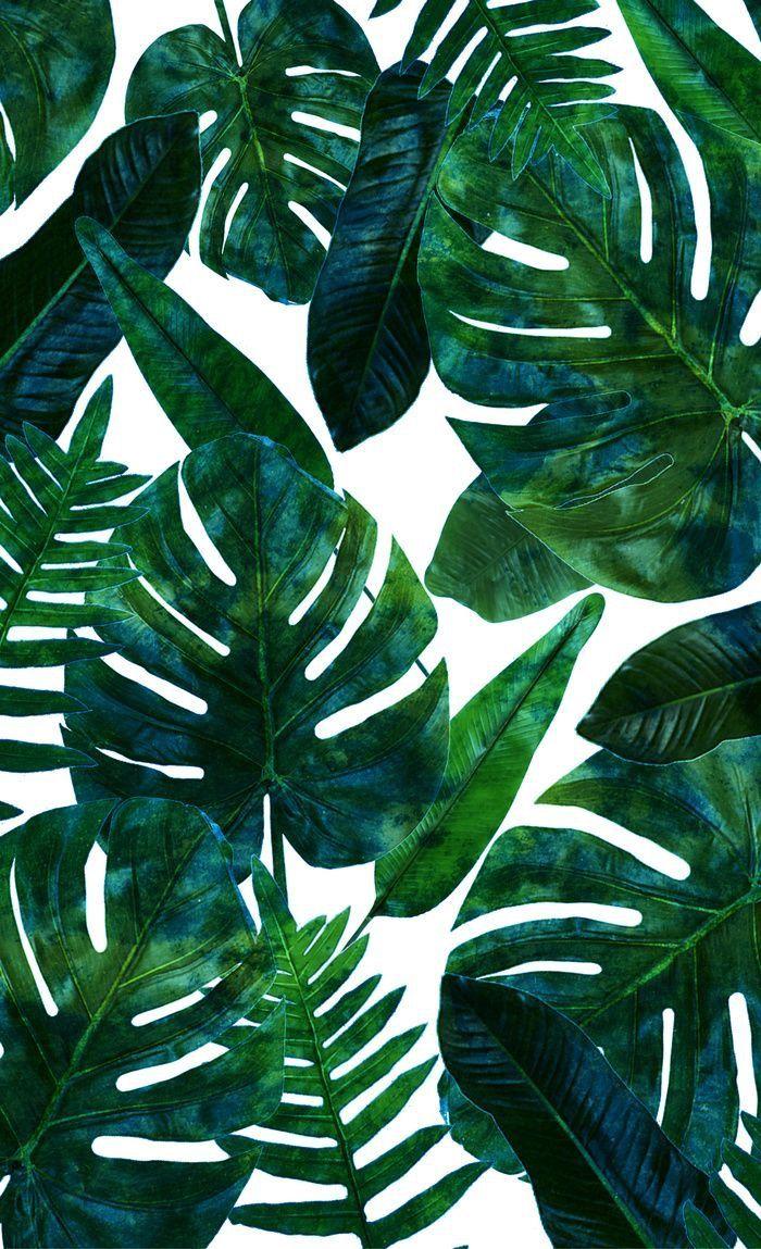 700x1149 Tropical Leaves HD Phone Wallpaper