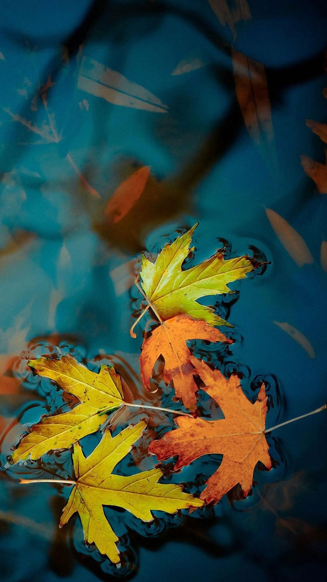 1080x1920 Autumn Leaves Wallpaper Free HD Wallpaper