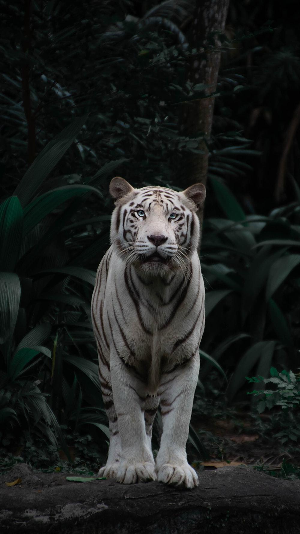 1000x1778 White Tiger Picture [HD]. Download Free Image
