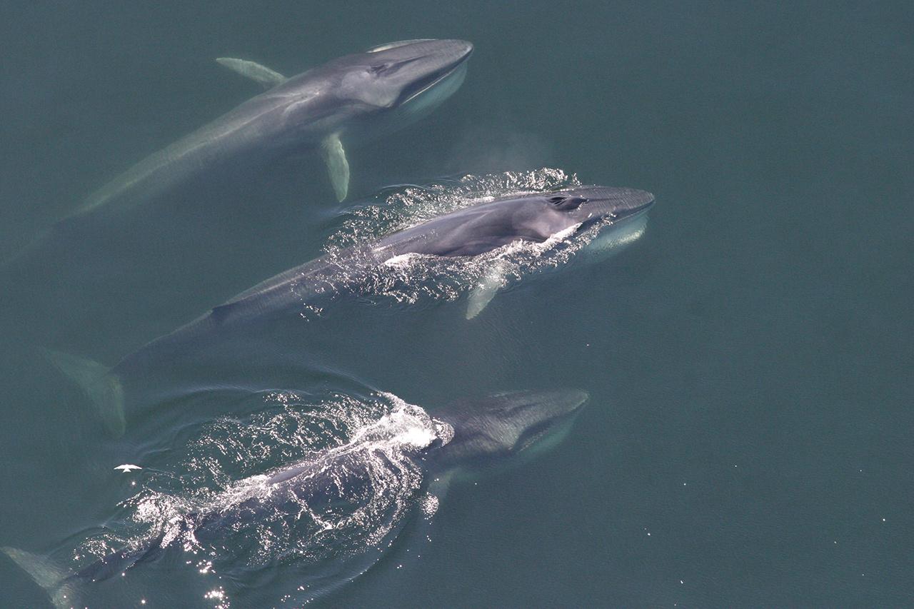 1280x853 Celebrate Whale Week with Wallpaper for Your Digital Devices