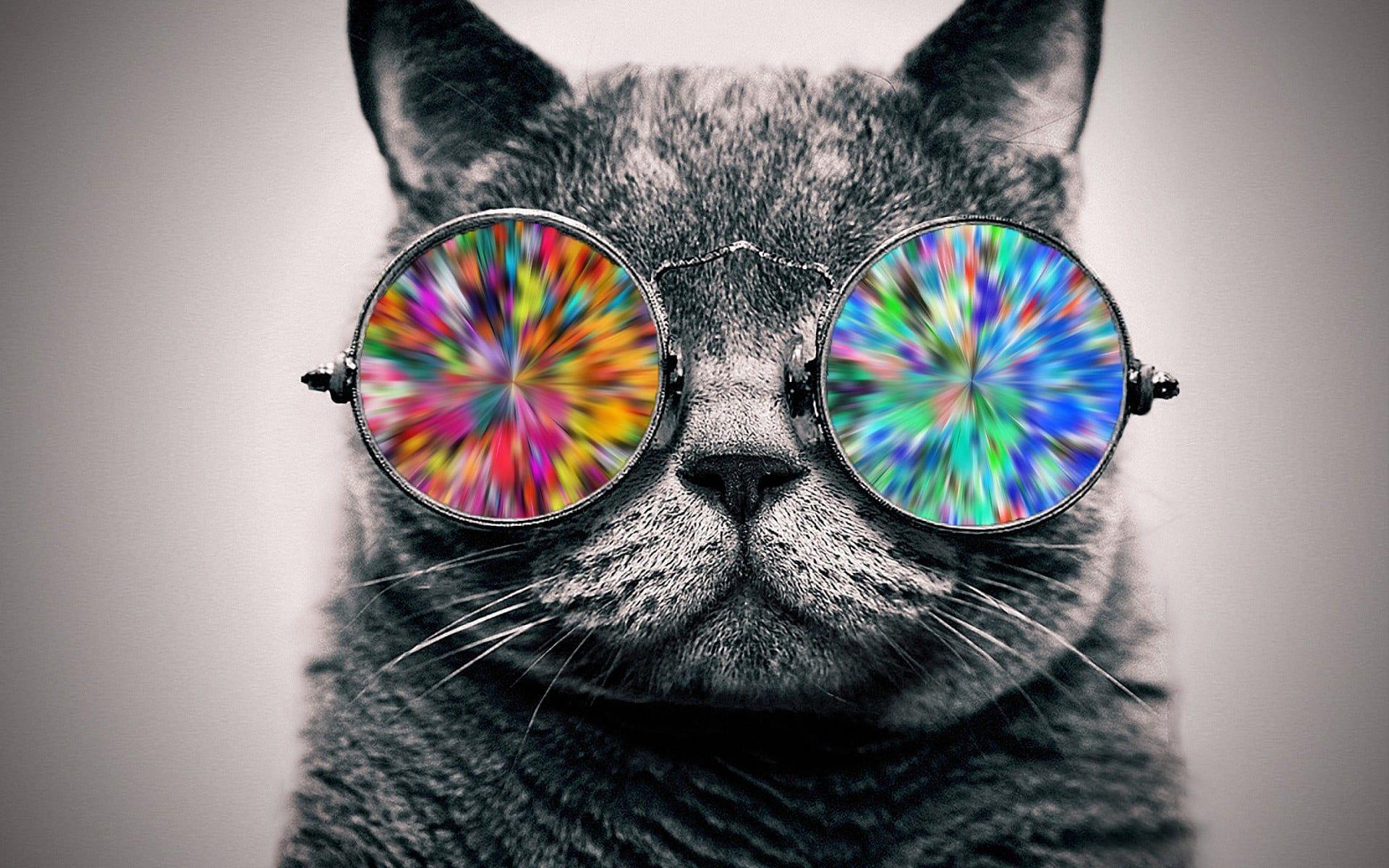 Cat with Glasses HD Wallpapers - Top Free Cat with Glasses HD