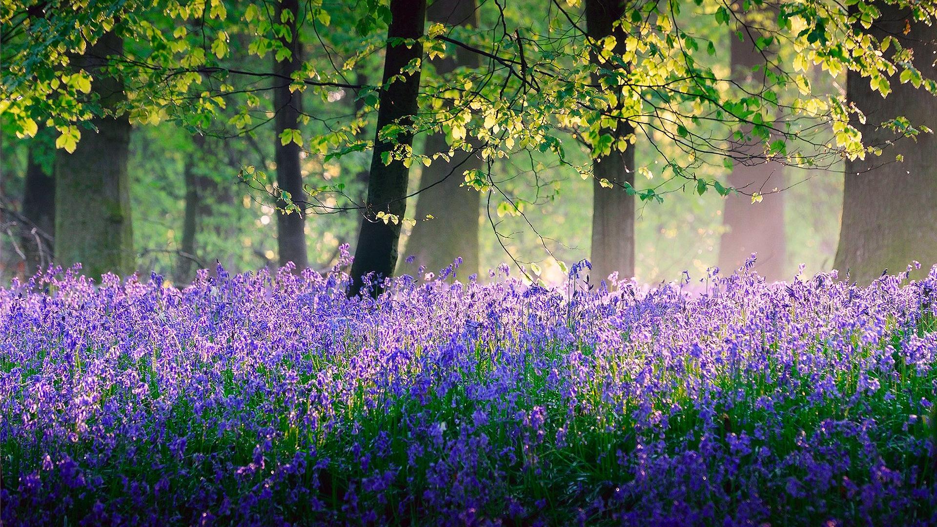 1920x1080 Free download Trees Flowers SPRING May fores wallpaper 1920x1360 553810 [1920x1360] for your Desktop, Mobile & Tablet. Explore May Flowers Desktop Wallpaper. Beautiful Flowers Wallpaper for Desktop, Free April