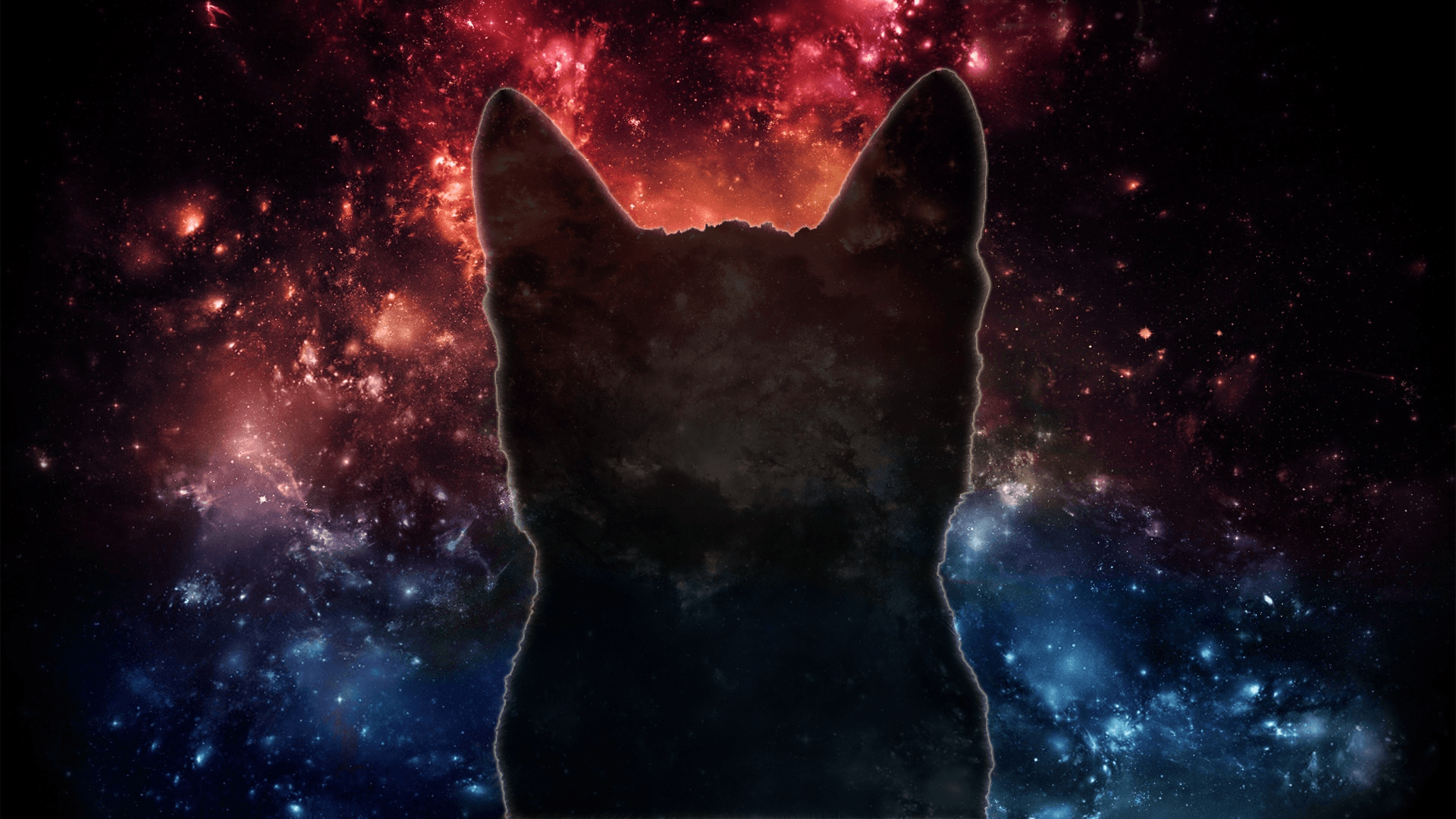 1920x1080 Cat Wallpaper 1920x1080