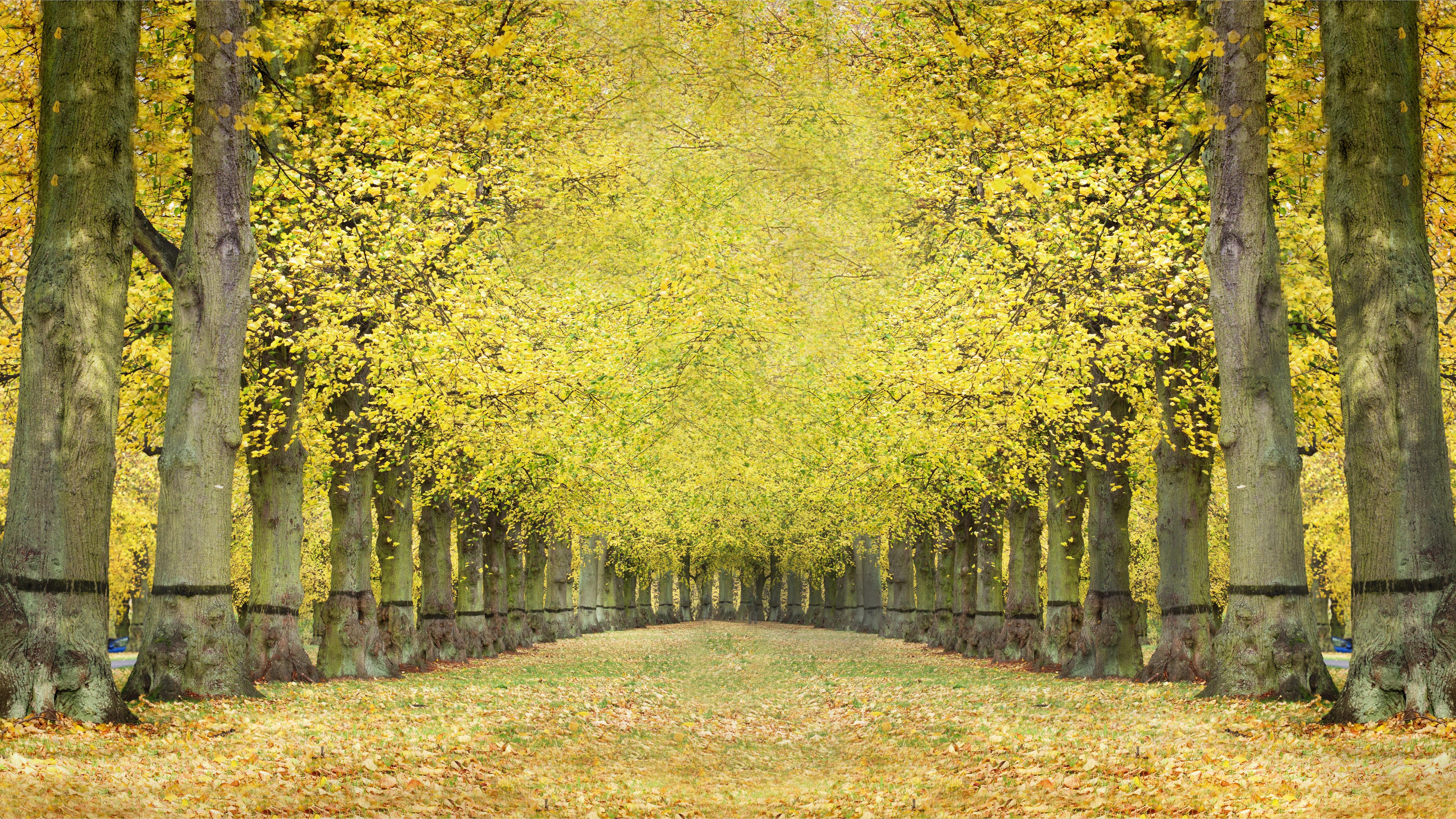 7680x4320 ultra HD wallpaper 8k nature wallpaper HD Wallpaper