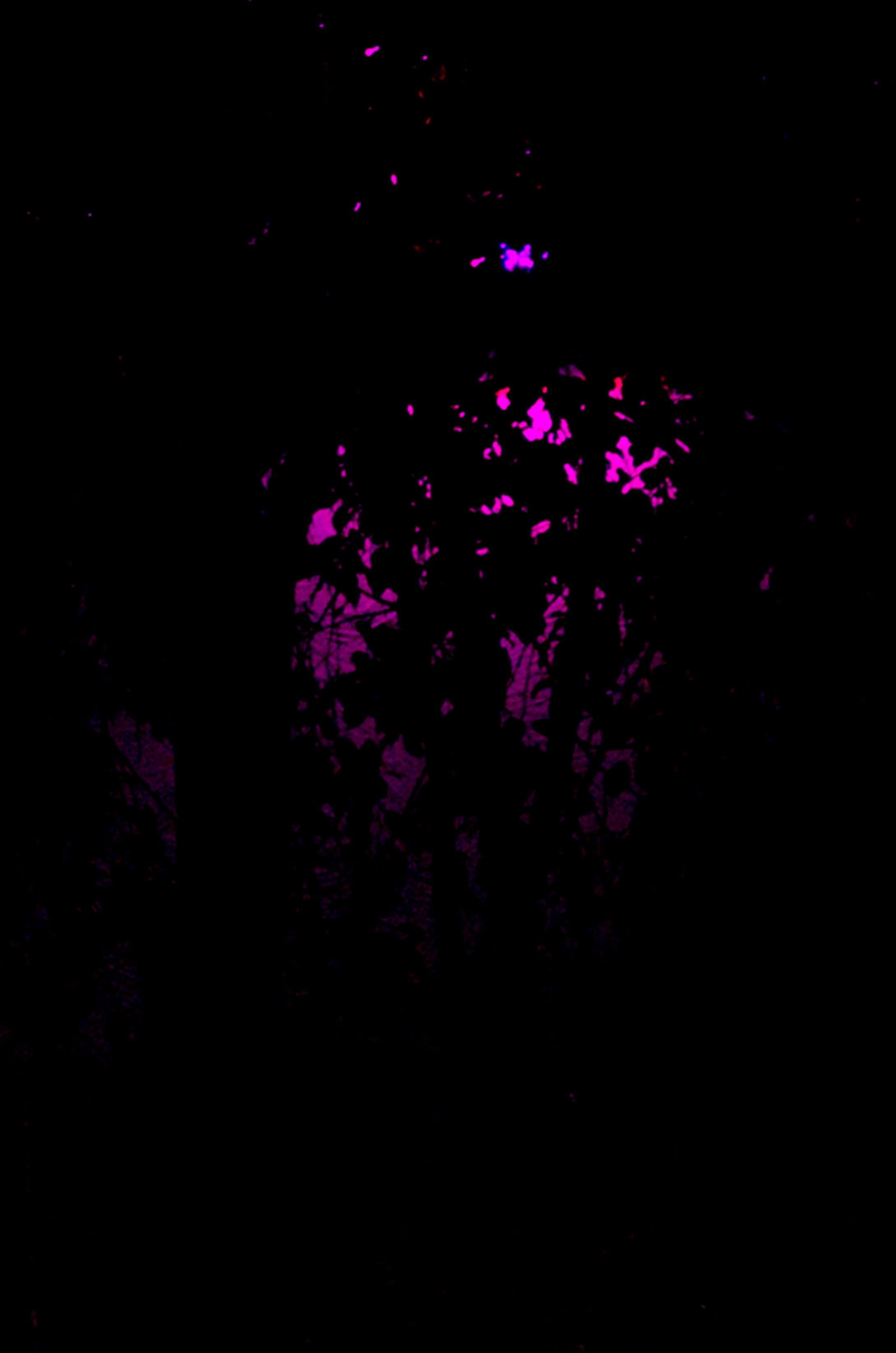 2180x3293 mexico #guadalajara pink lights #dark #outside #trees #pink #neon #shadow #lights K #wallpaper #hdwallpaper #desktop. Neon wallpaper, HD wallpaper, Wallpaper
