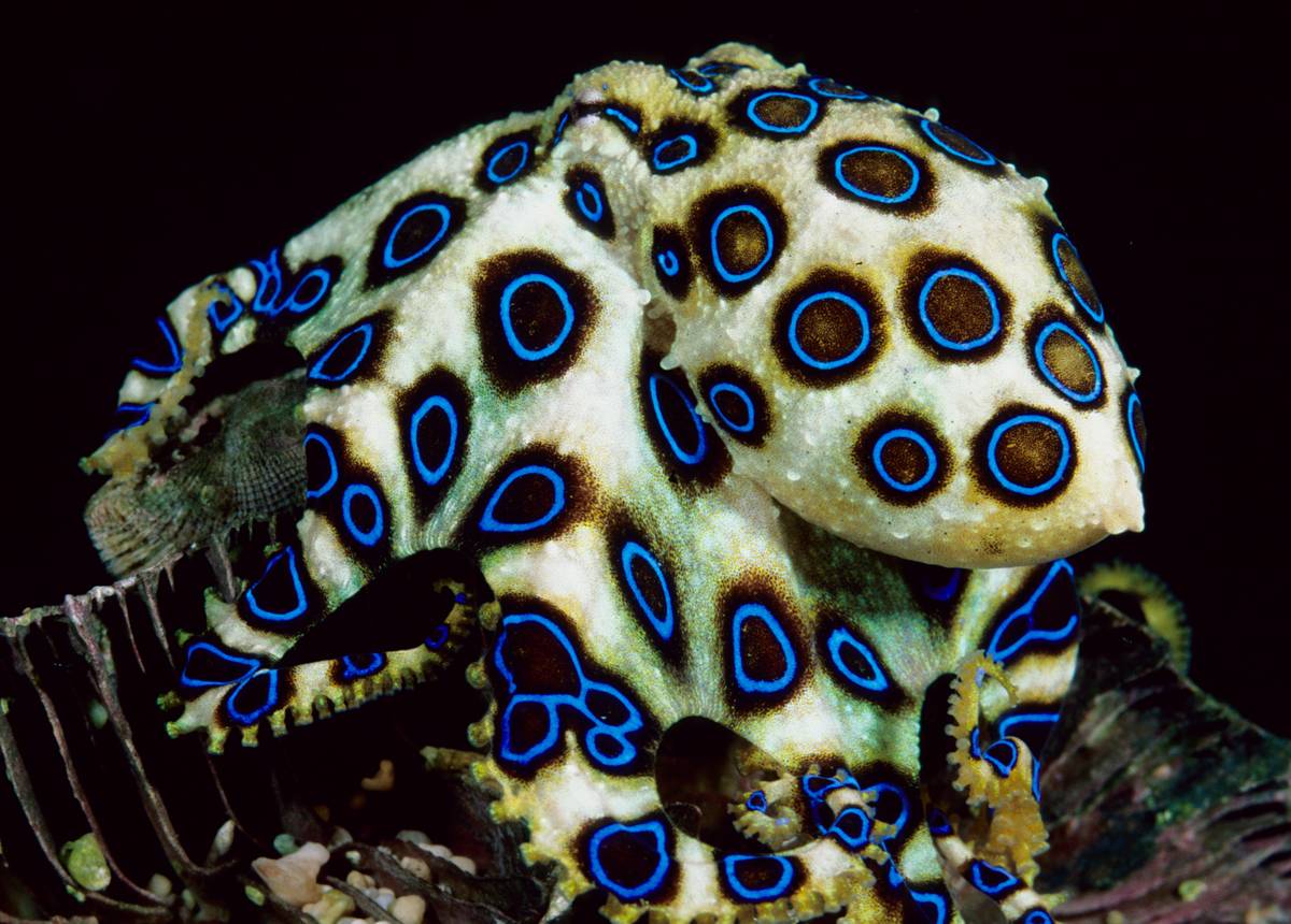 1200x860 Free download Blue Ringed Octopus Hapalochlaena lunulata The greater blue ringed [1200x860] for your Desktop, Mobile & Tablet. Explore Blue Ring Octopus Wallpaper. Blue Ring Octopus Wallpaper, Octopus Wallpaper, Octopus Wallpaper