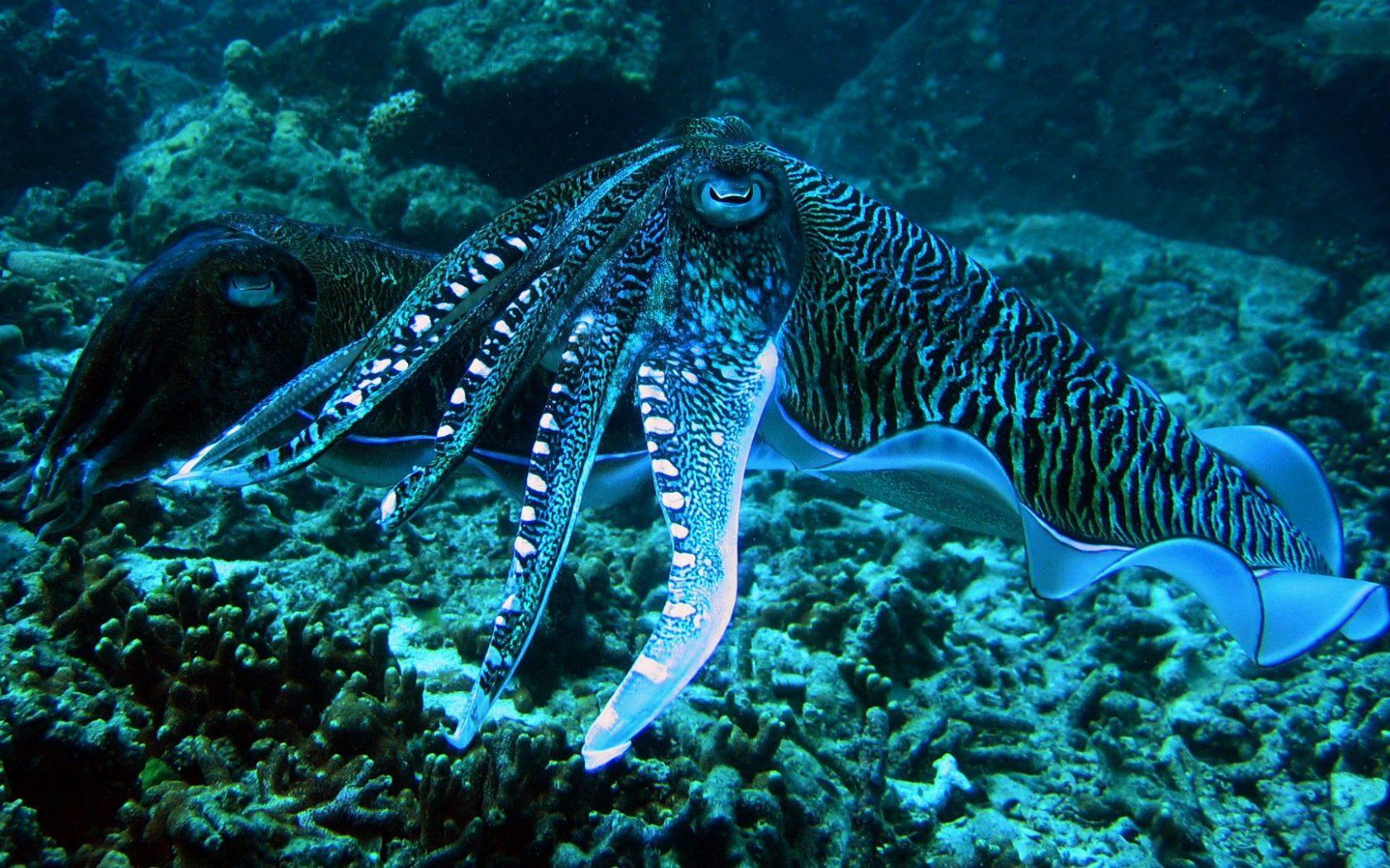 1680x1050 Cuttlefish Blue Rings Thailand Andaman Sea HD Desktop Wallpaper 1920x1080 :
