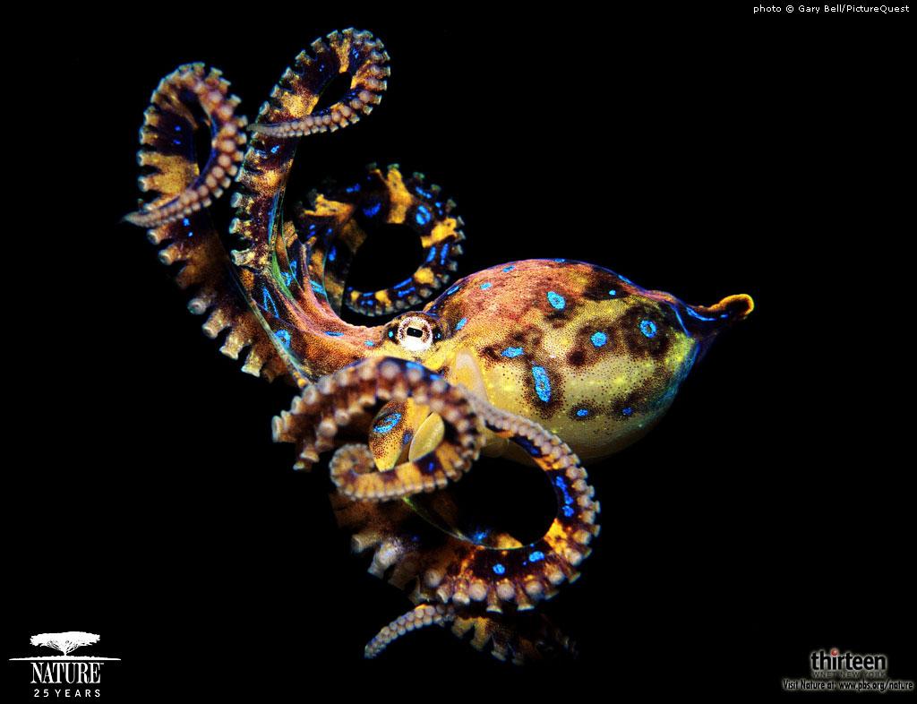 1024x786 Free download Blue Ring Octopus Wallpaper Image Picture Becuo [1024x786] for your Desktop, Mobile & Tablet. Explore Blue Ring Octopus Wallpaper. Blue Ring Octopus Wallpaper, Octopus Wallpaper, Octopus Wallpaper