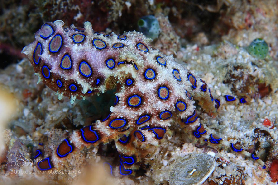 1170x780 Free download Blue Ring Octopus Wallpaper Blue ringed octopus [1170x780] for your Desktop, Mobile & Tablet. Explore Blue Ring Octopus Wallpaper. Blue Ring Octopus Wallpaper, Octopus Wallpaper, Octopus Wallpaper
