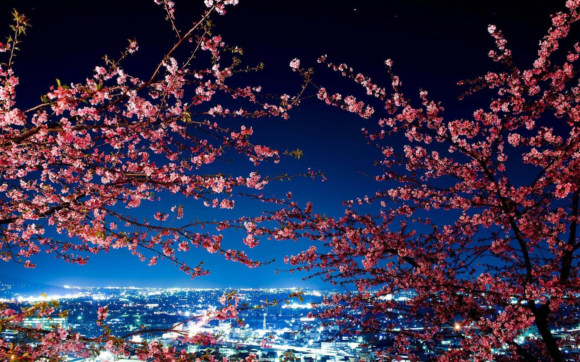 Japan Cherry Blossom Wallpapers - Top Free Japan Cherry Blossom Backgrounds - WallpaperAccess