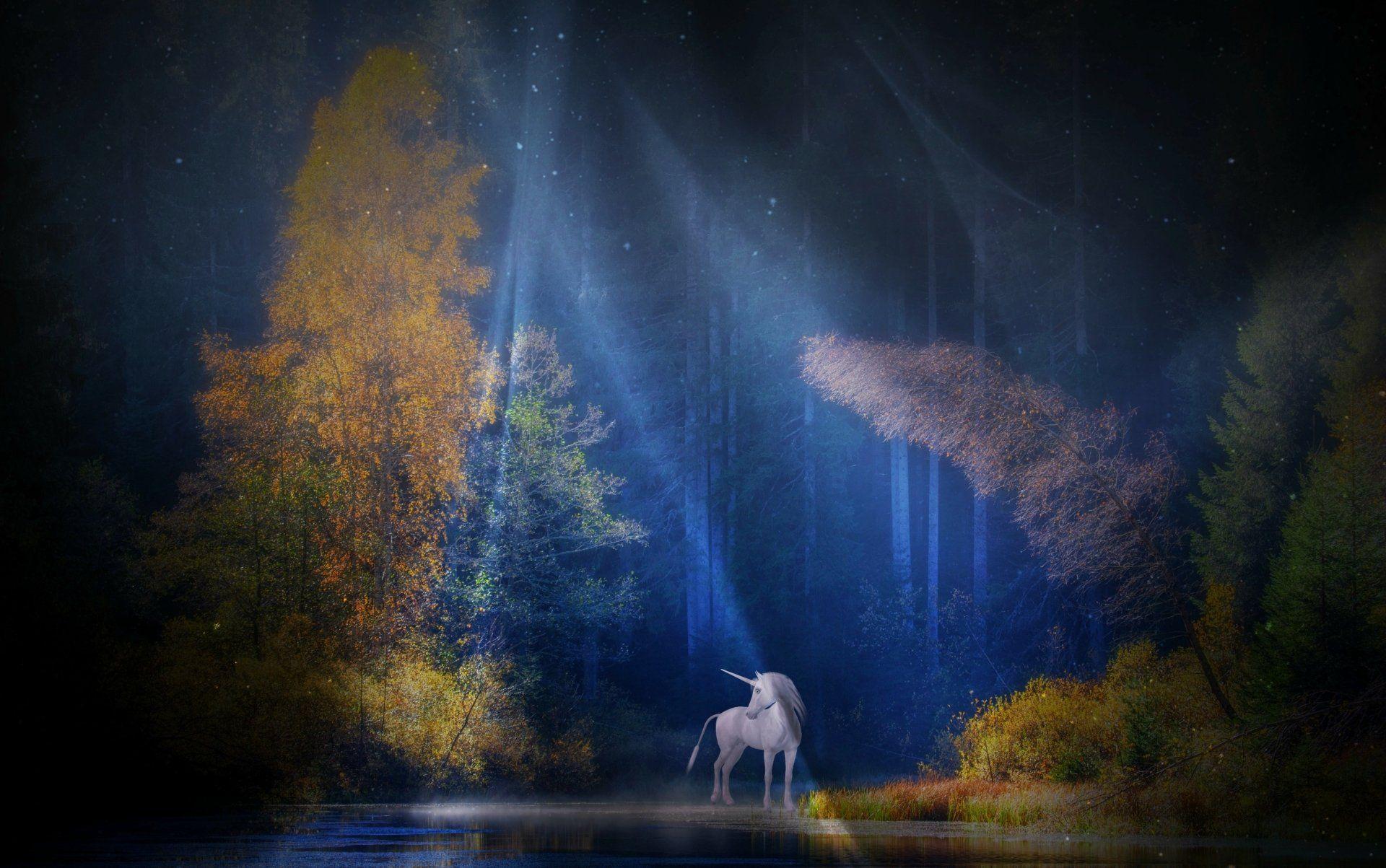 1920x1203 Unicorn in a sunlit forest HD Wallpaper. Background Image