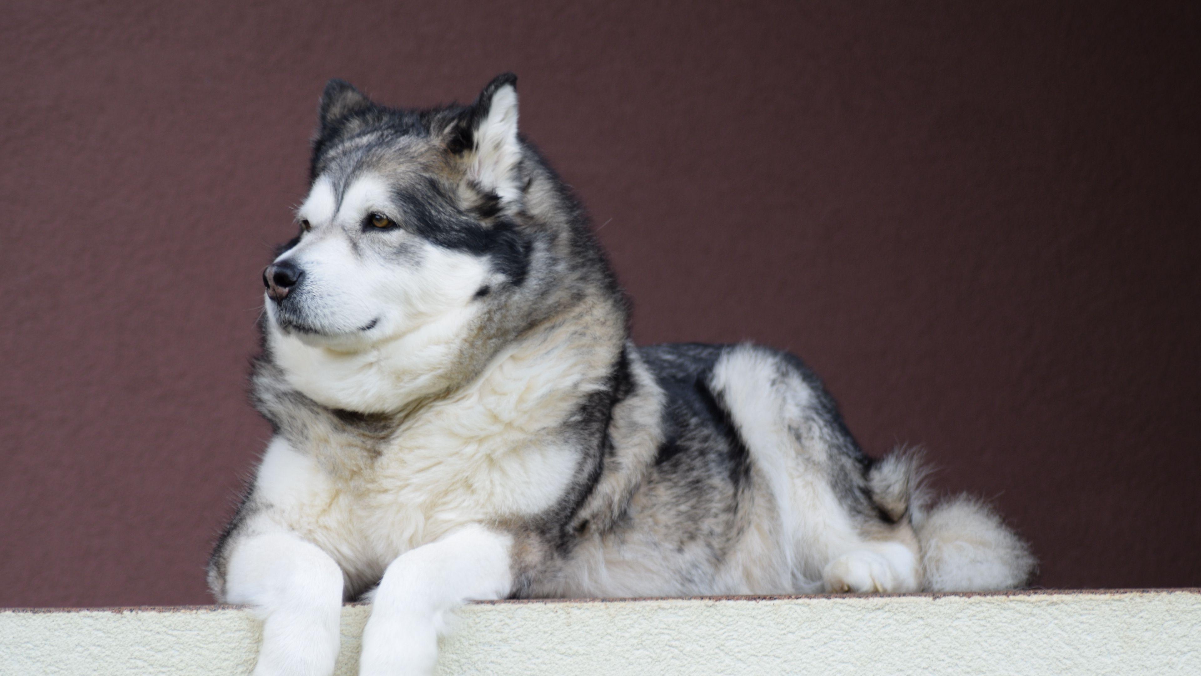 3840x2160 Download wallpaper 3840x2160 alaskan malamute, malamute, dog 4k uhd