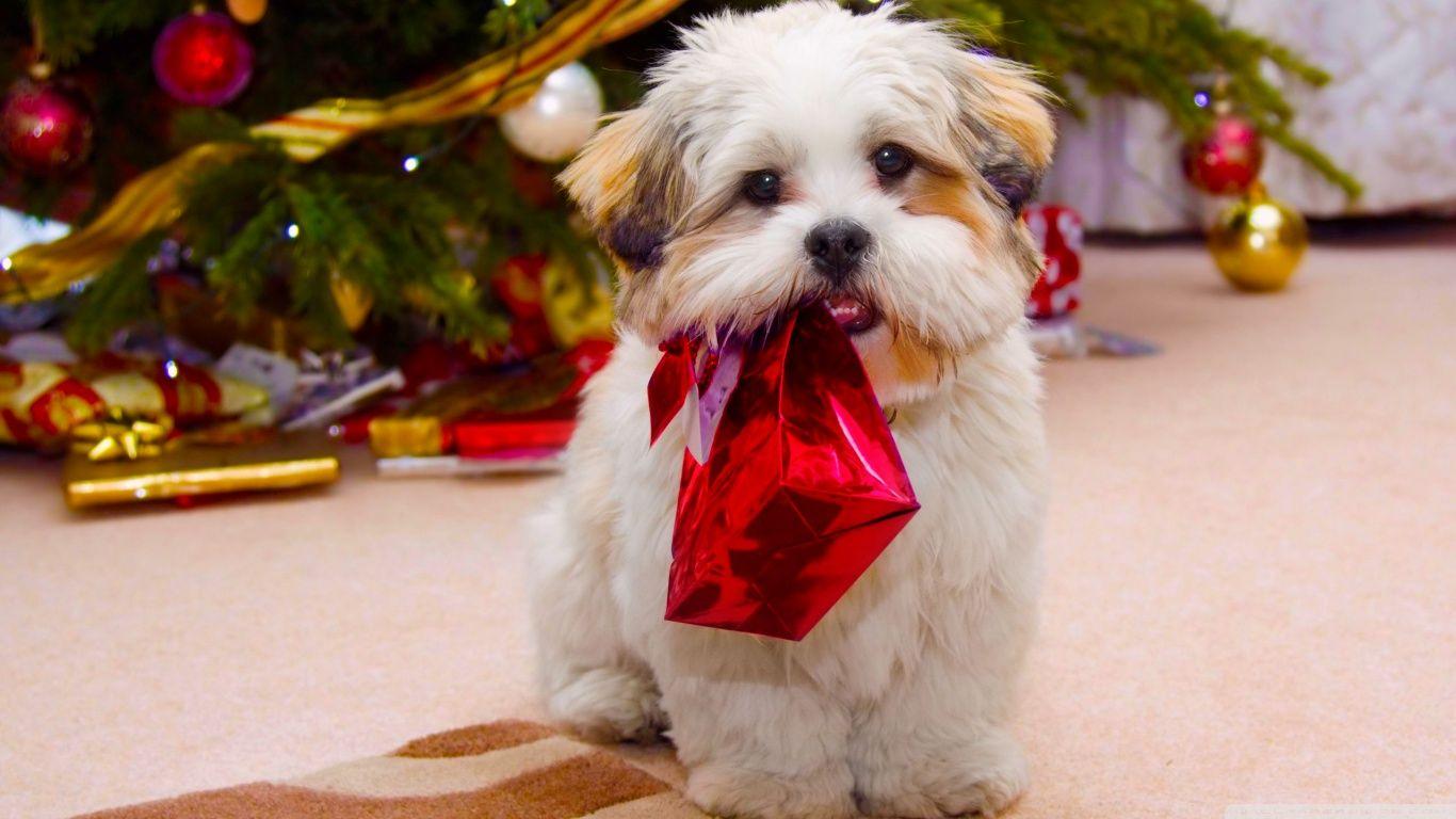 1366x768 Cute Dog Christmas ❤ 4K HD Desktop Wallpaper for 4K Ultra HD TV