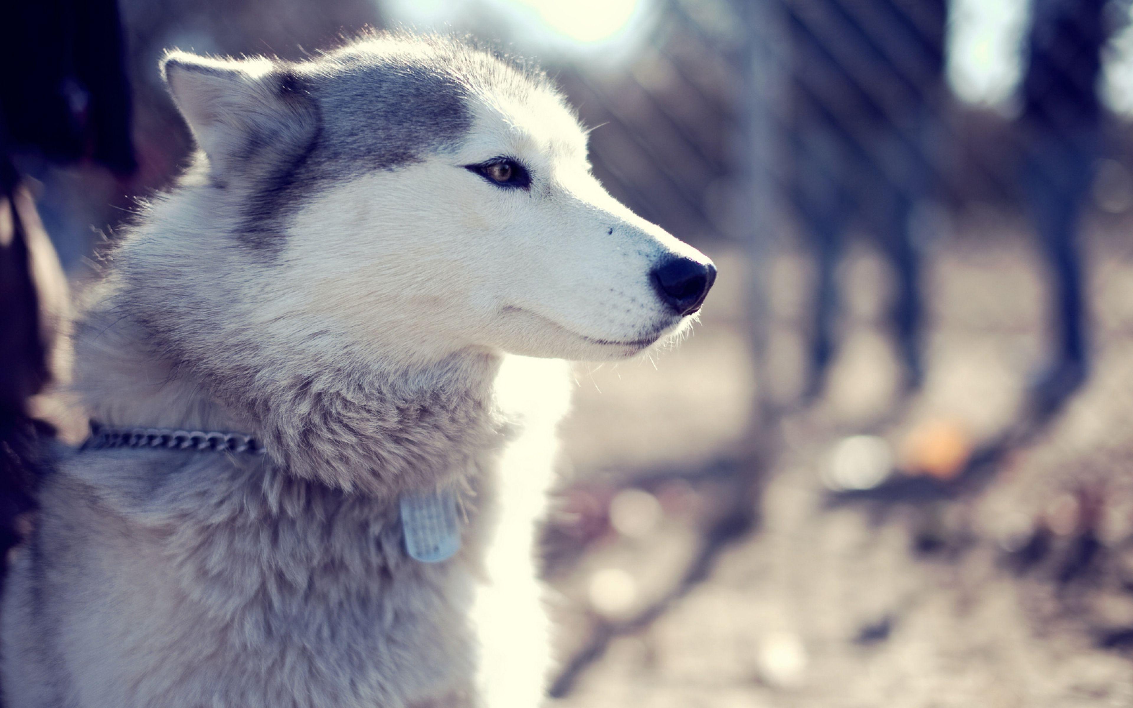3840x2400 Husky Dog Wallpaper, Mobile Compatible Husky Dog Wallpaper, Husky