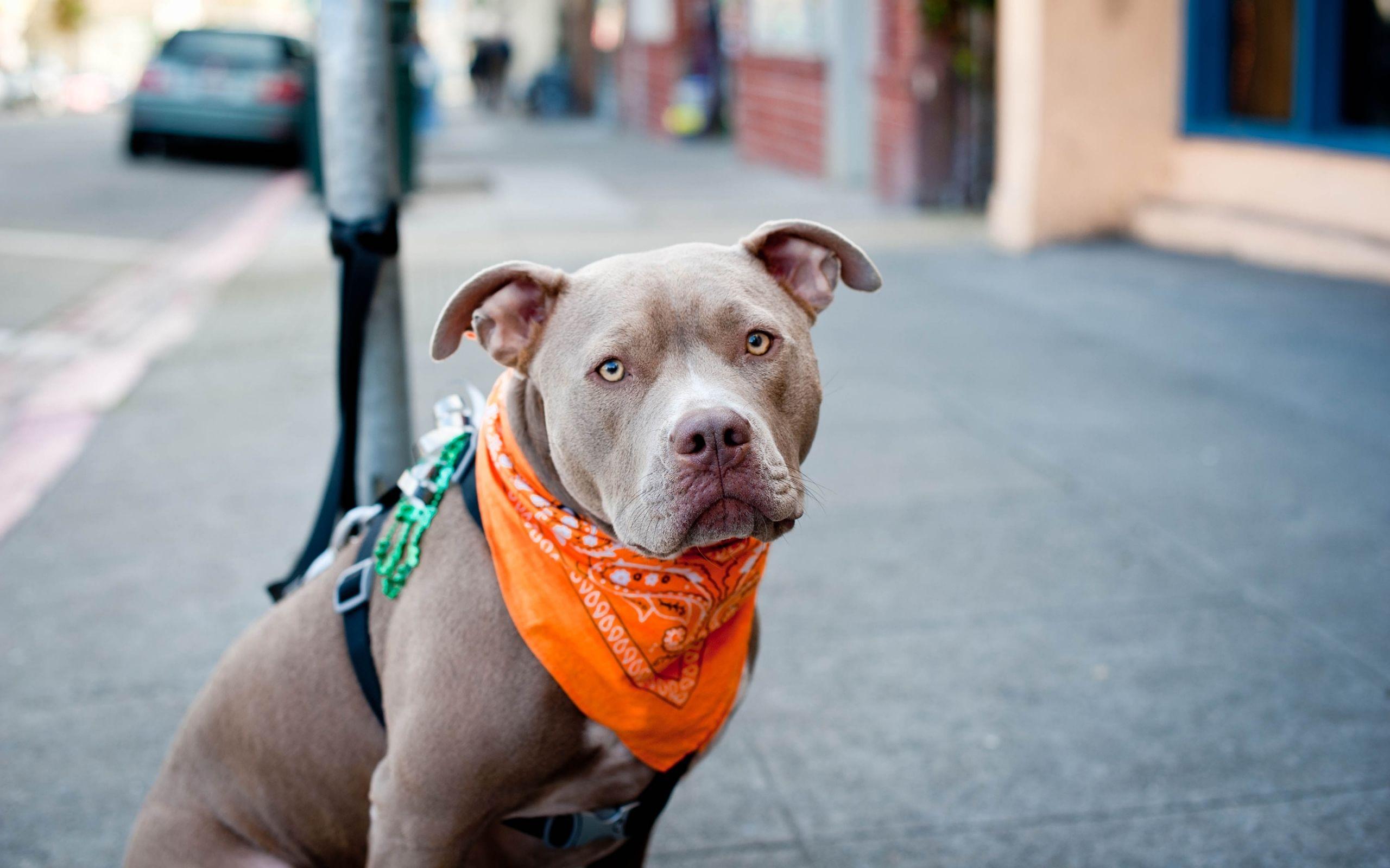 2560x1600 Pitbull Wallpaper HD