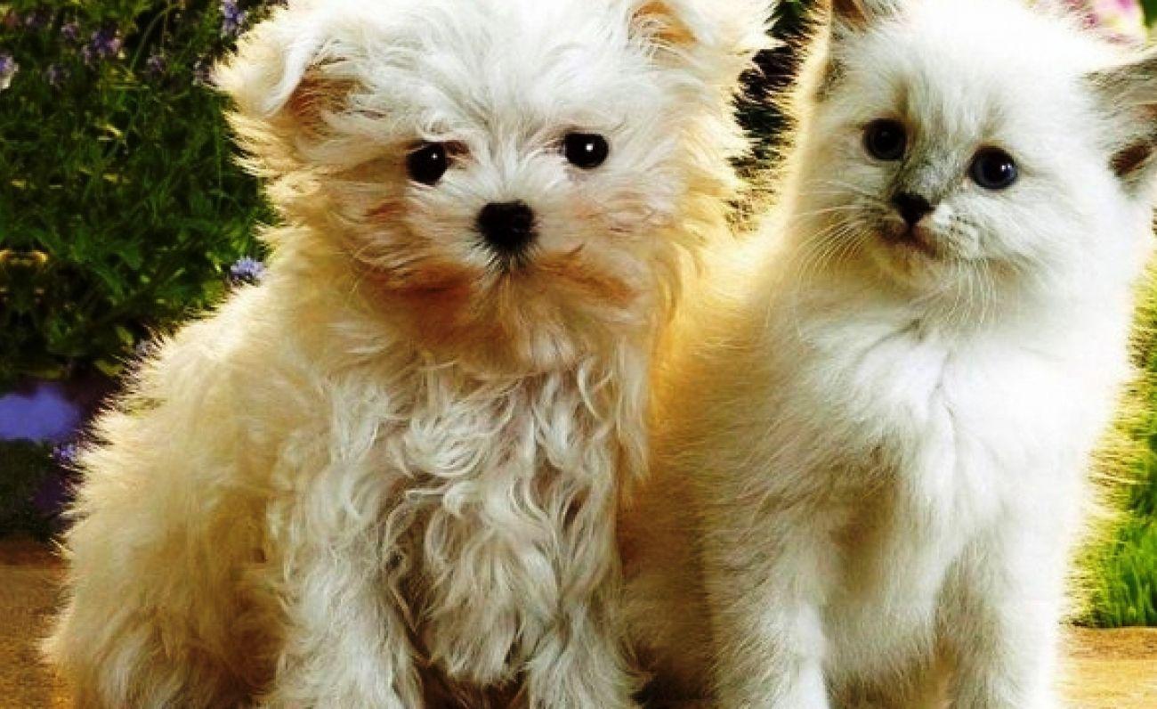1300x796 Download Gorgerous Cat and Dog Wallpaper iPad Pro High Quality HD