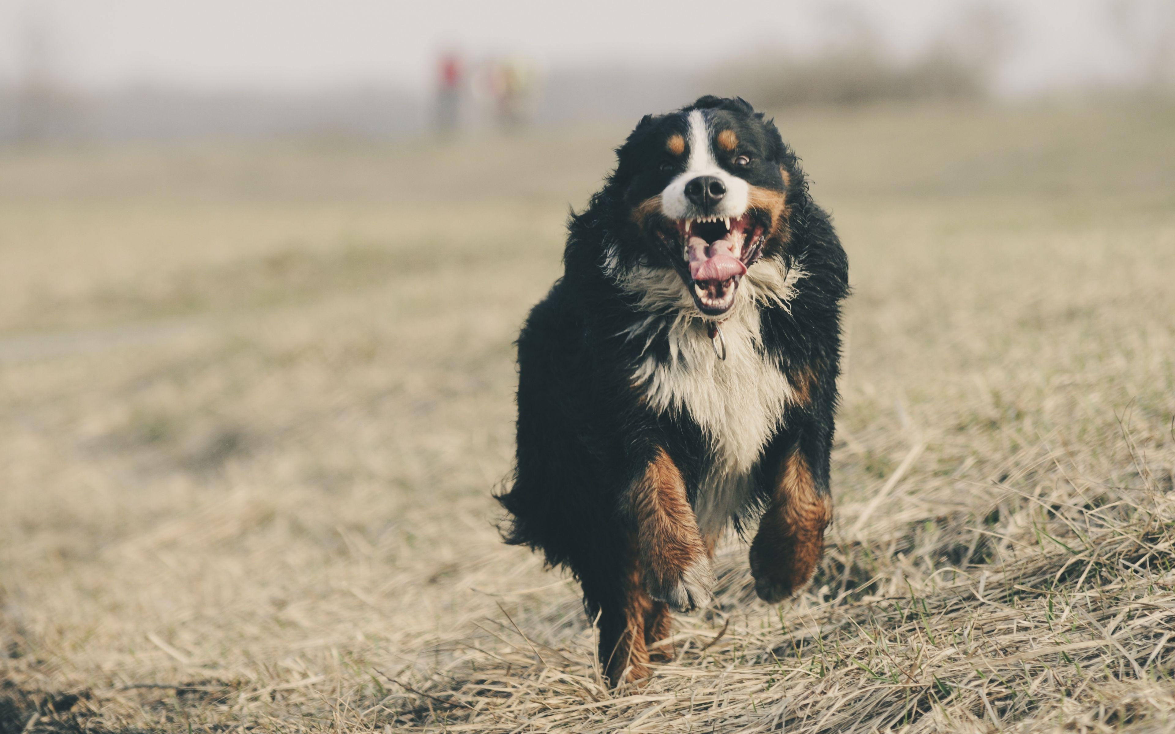 3840x2400 Bernese Mountain Dog Wallpaper 11 X 2400