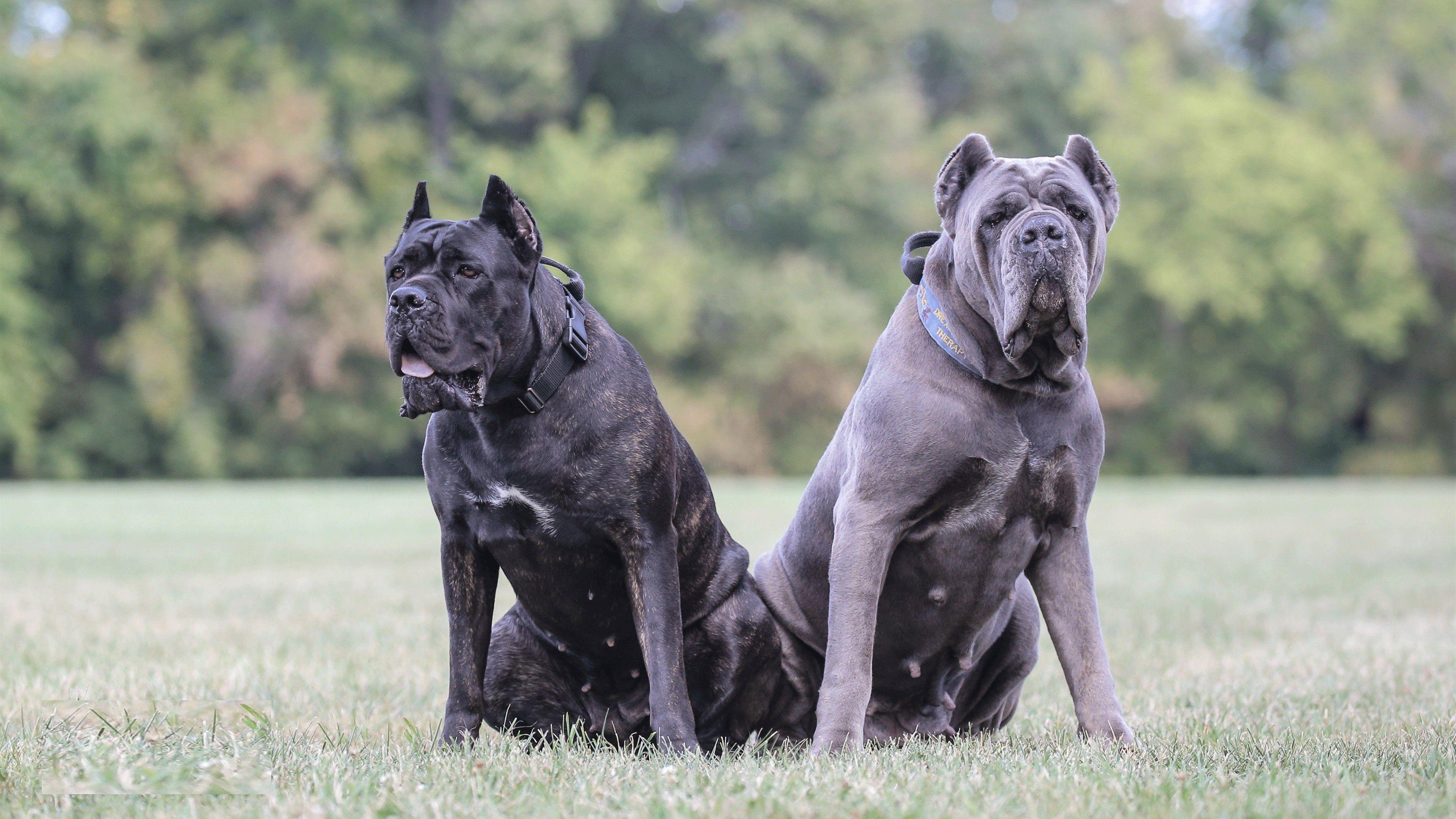 4K Dog Wallpapers - Top Free 4K Dog Backgrounds ...