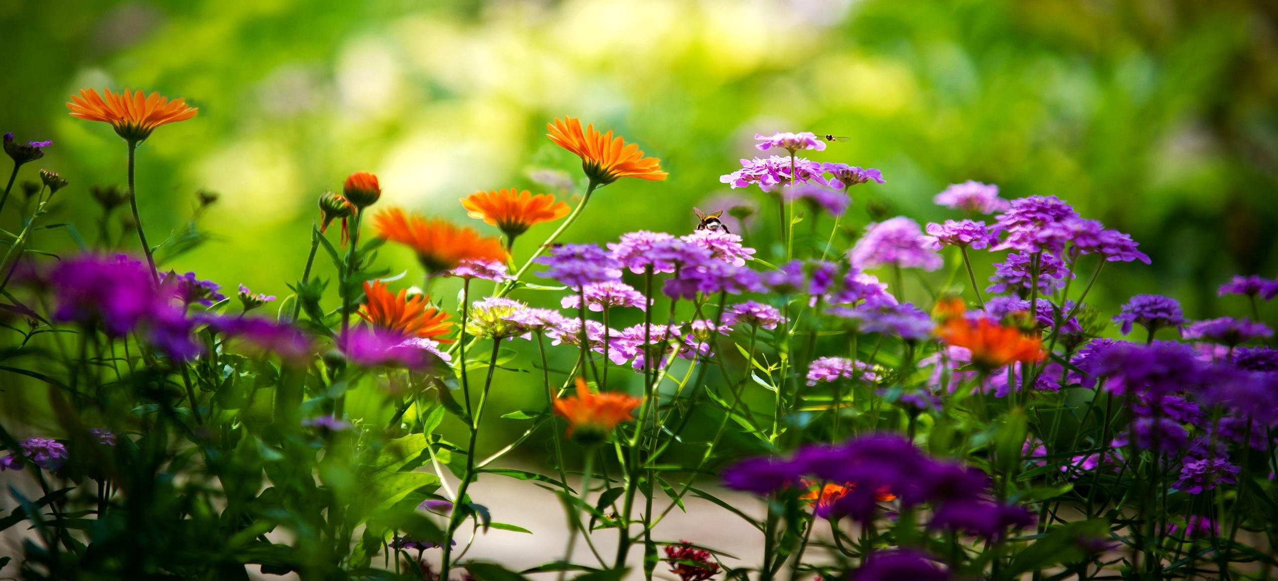 Beautiful Summer Flower Desktop Wallpapers Top Free Beautiful Summer